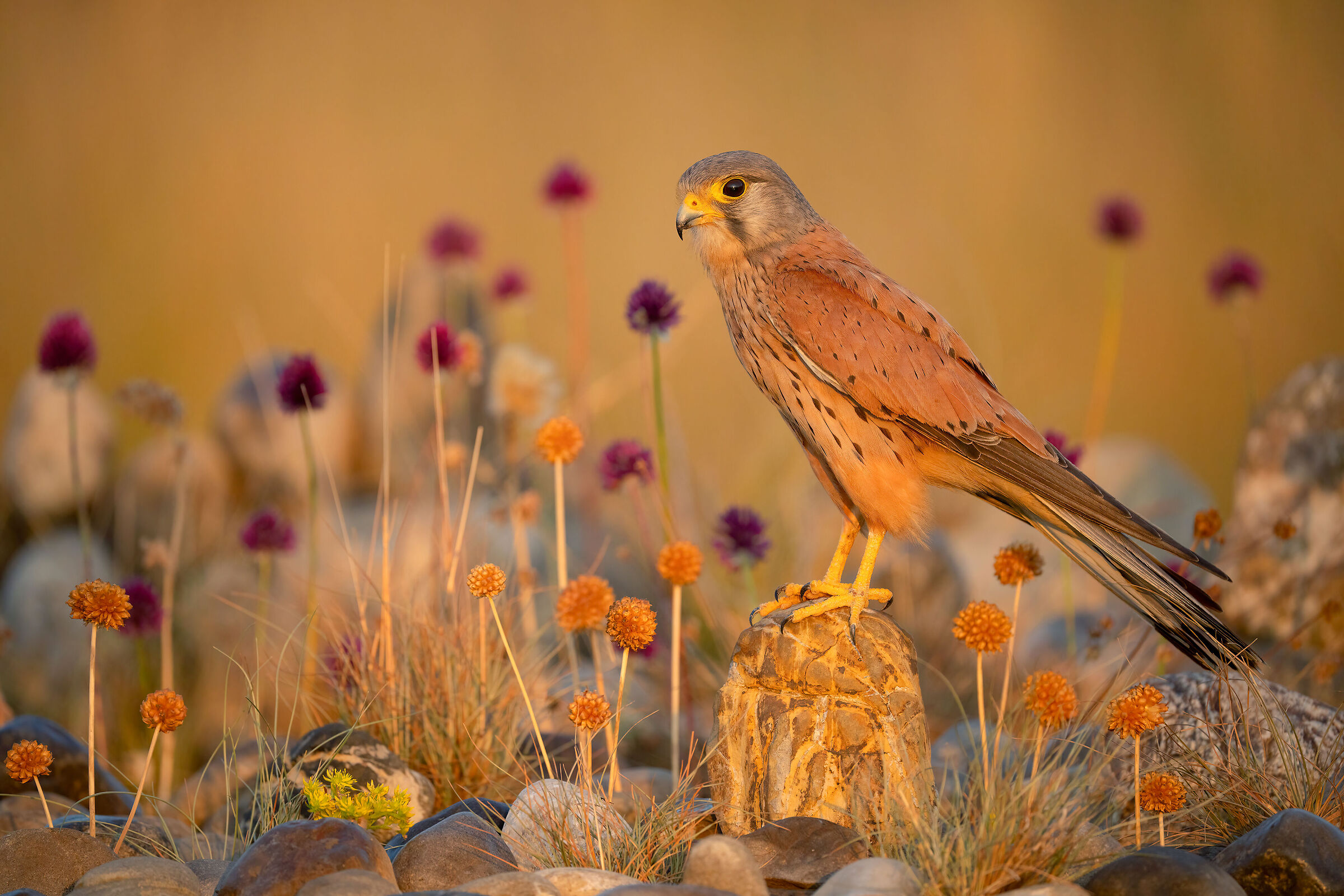 kestrel