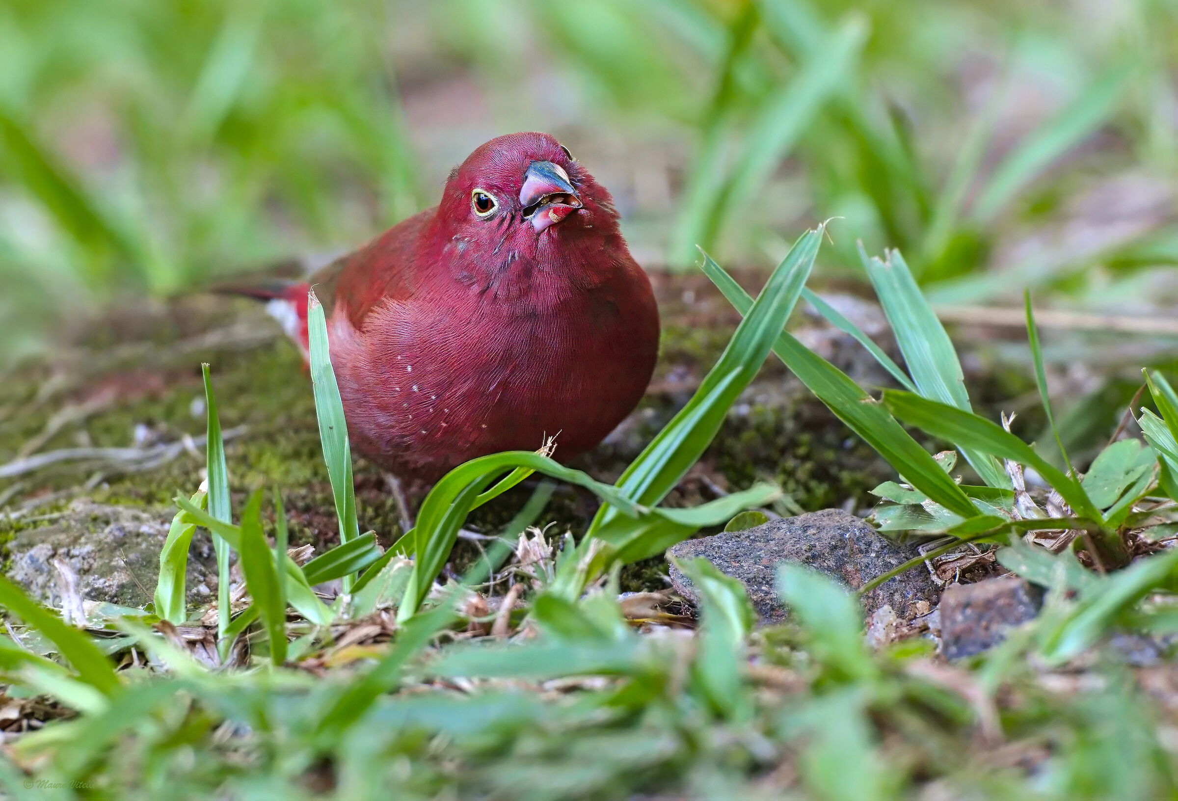 Senegalese amaranth (Lagonosticta senegala)