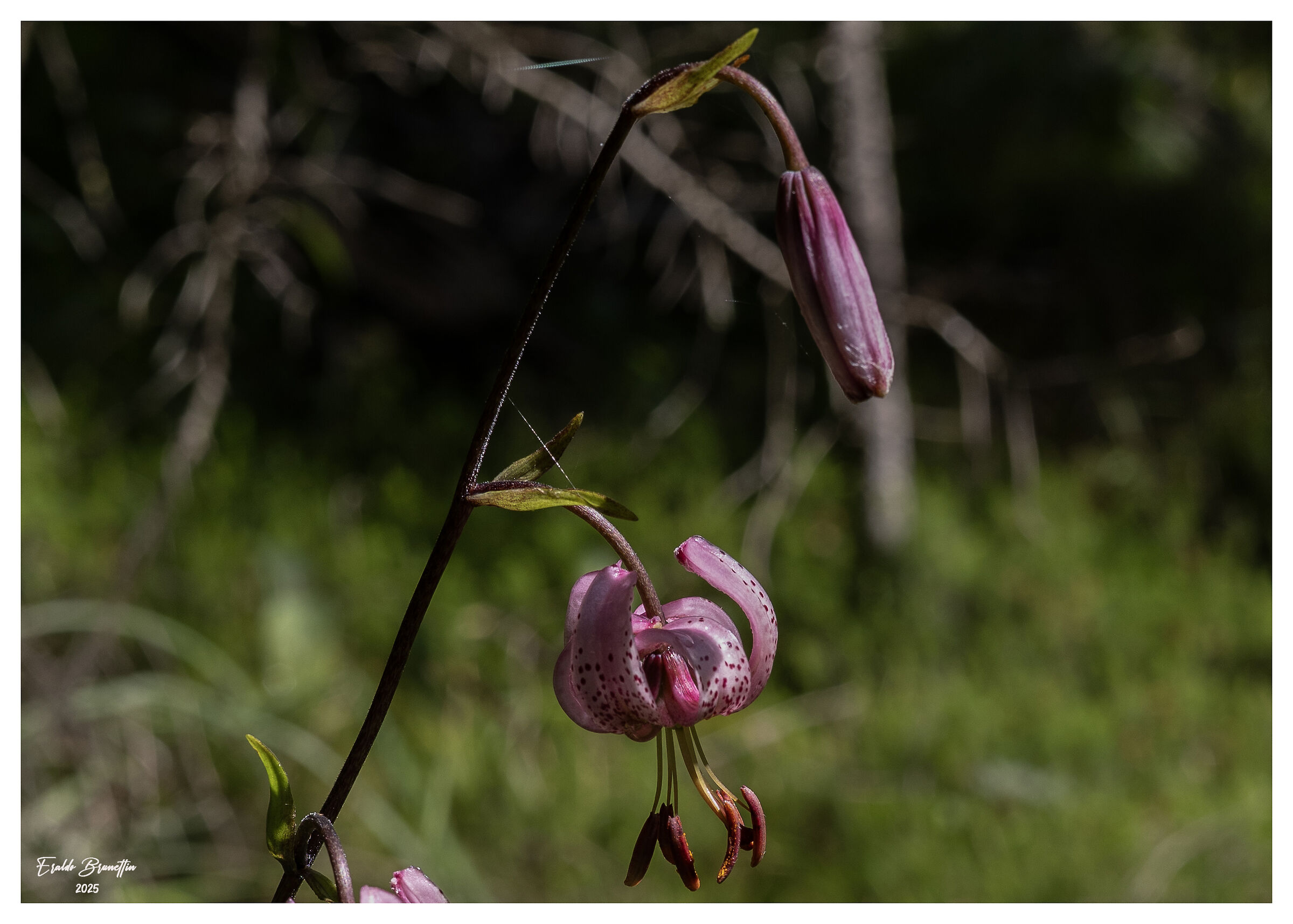 Lilium Martagon (Giglio Martagone)