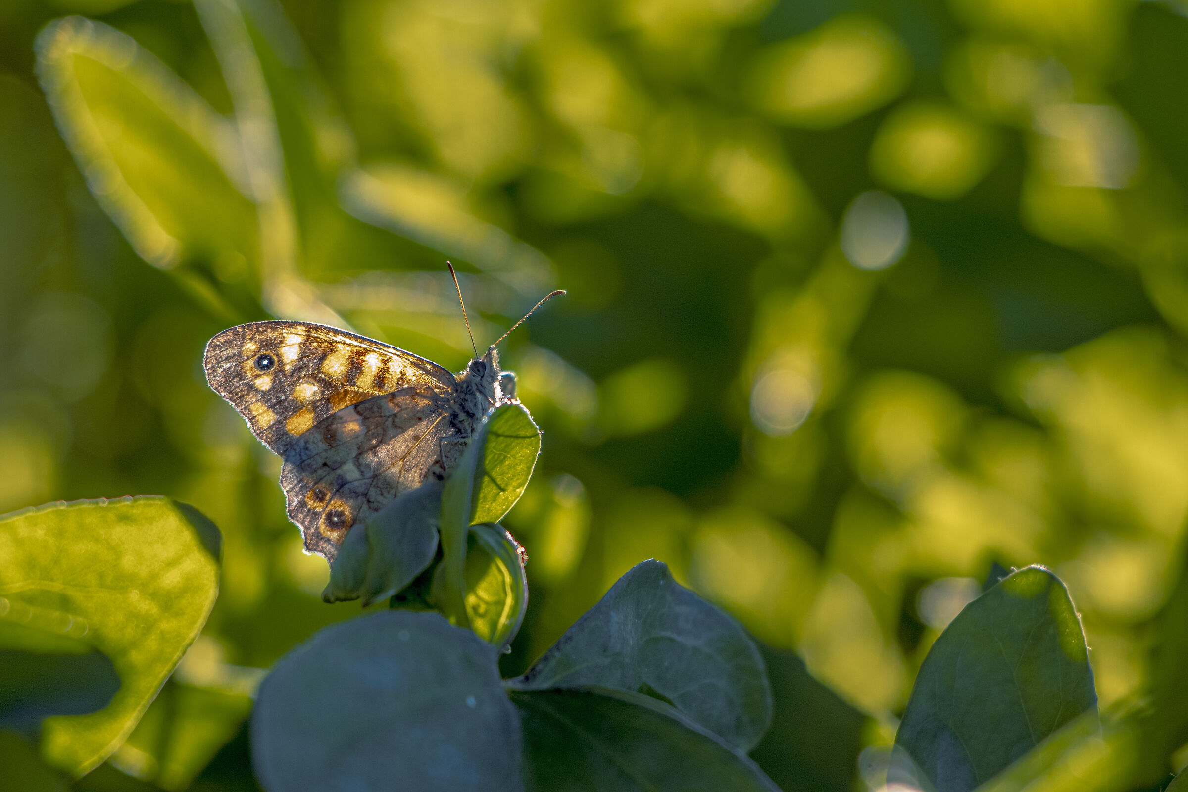 Ammira il tramonto anche lei