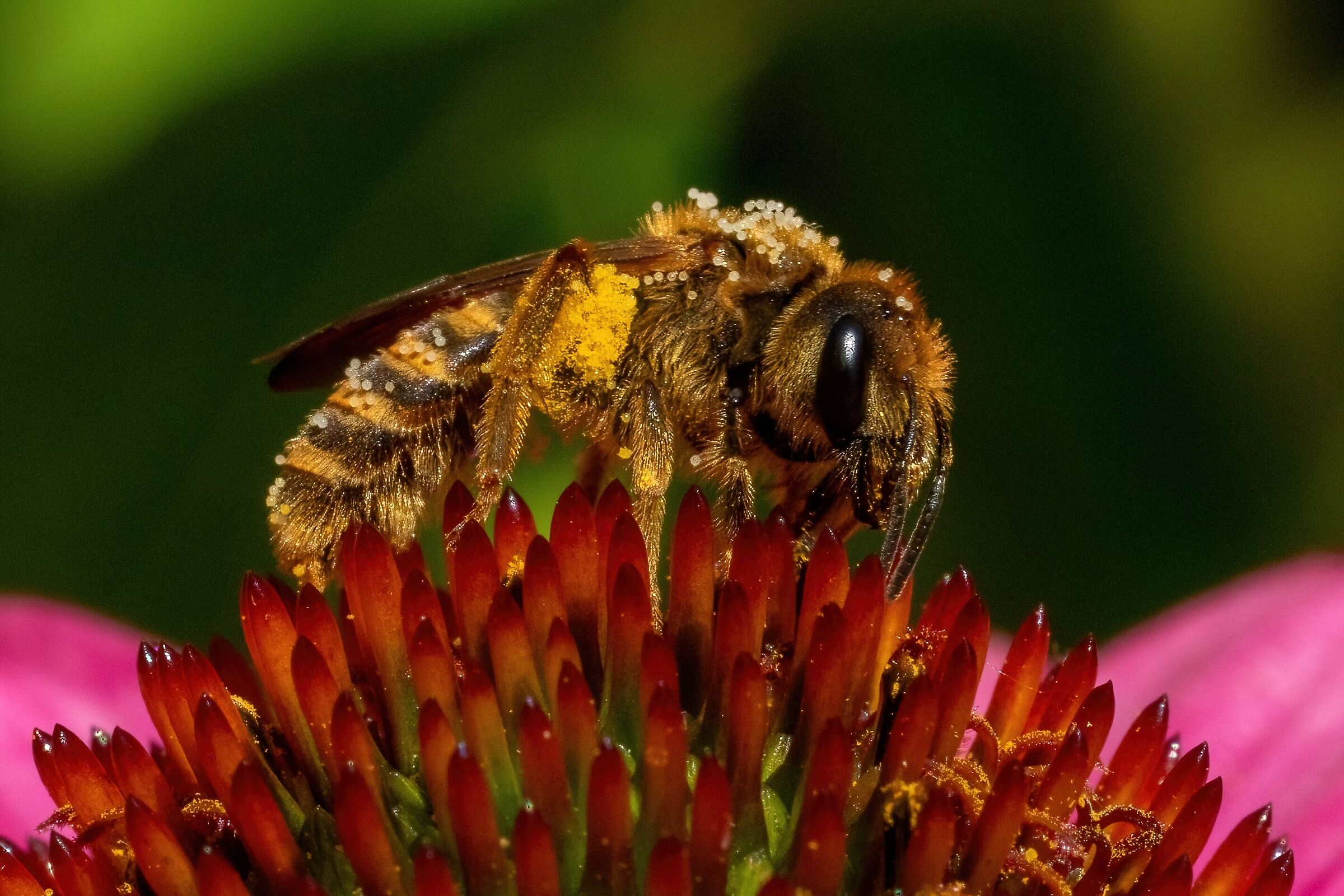 A bath in pollen....