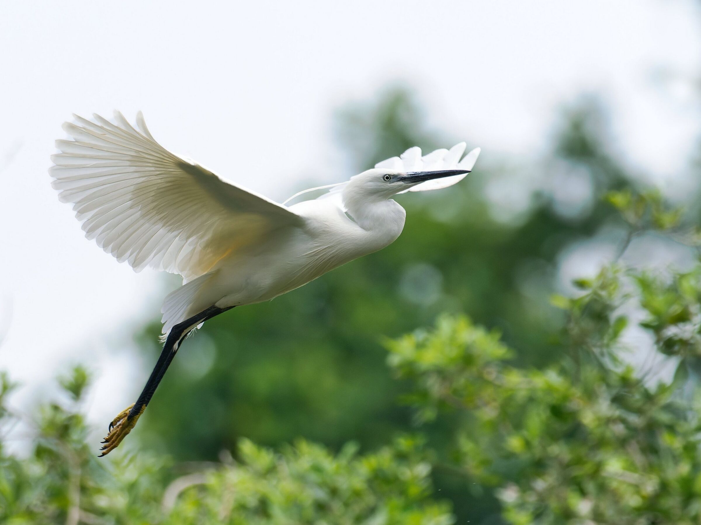 Egret