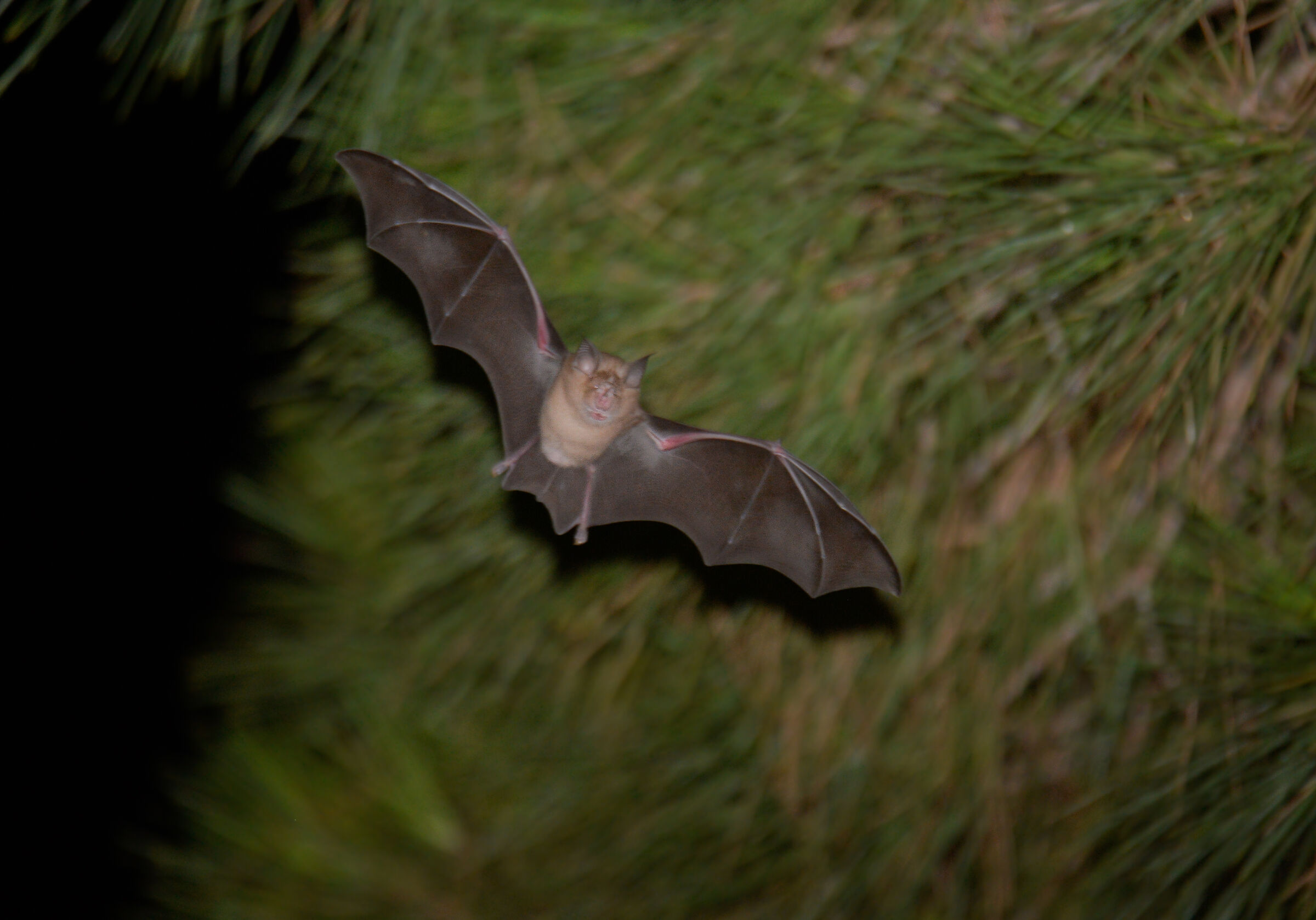 Pipistrello ferro di cavallo