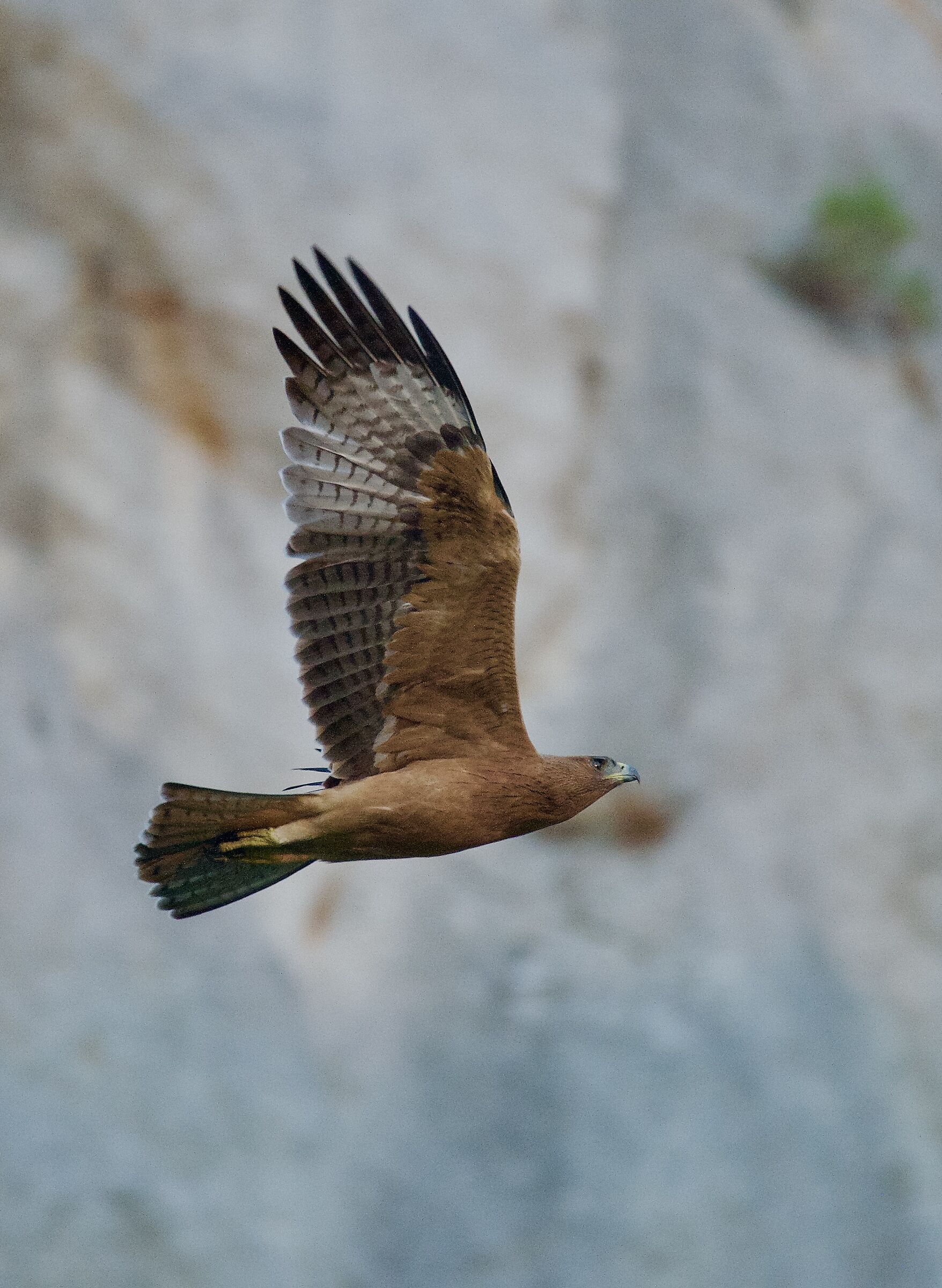 Giovane Aquila del Bonelli