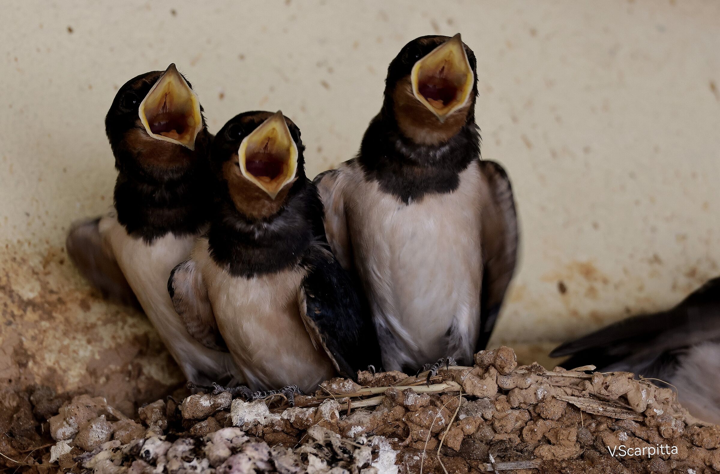 ... mom I'm hungry...