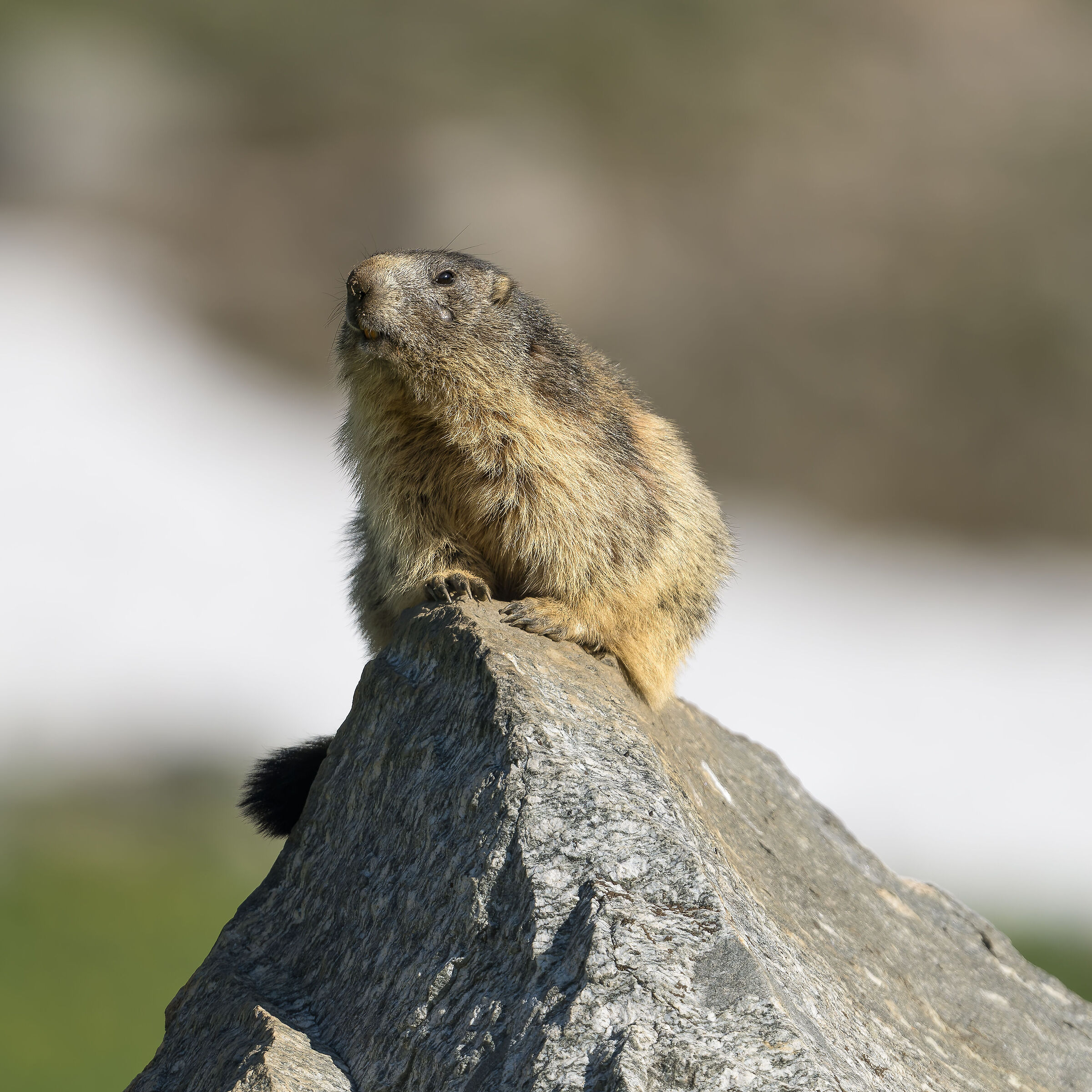 Marmot - Gran Paradiso National Park