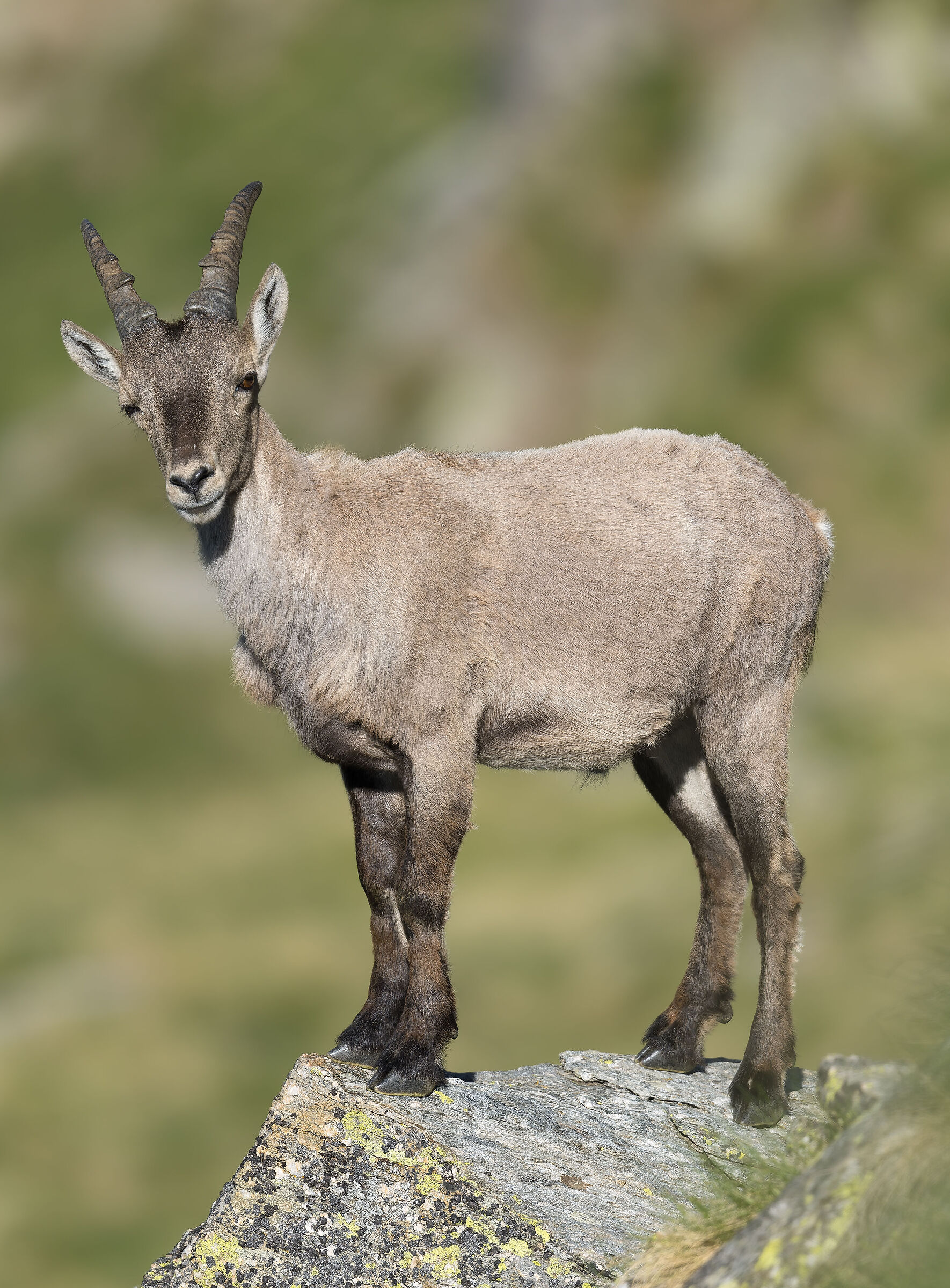 Ibex - Gran Paradiso National Park