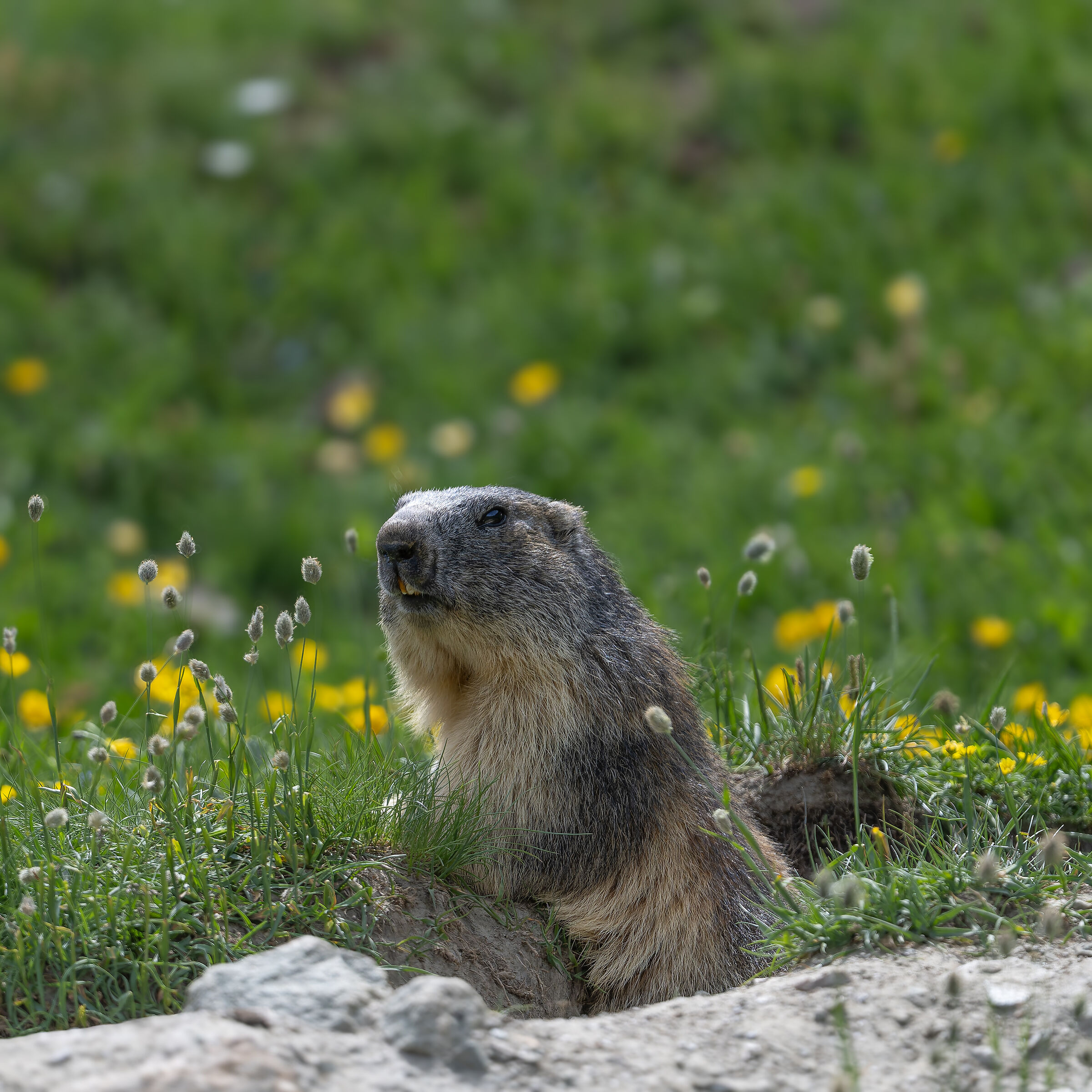 Marmotta - Gran Paradiso National Park
