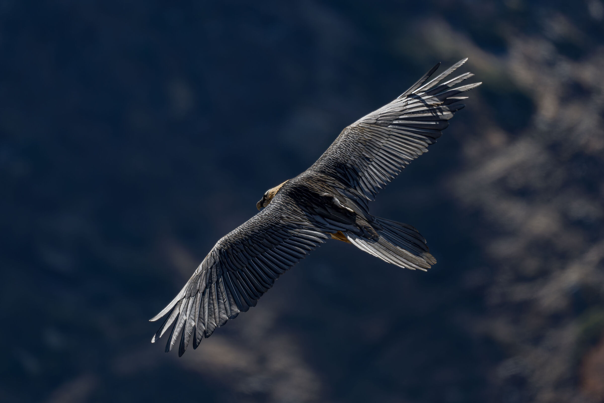 Gypaetus barbatus - Gran Paradiso National Park