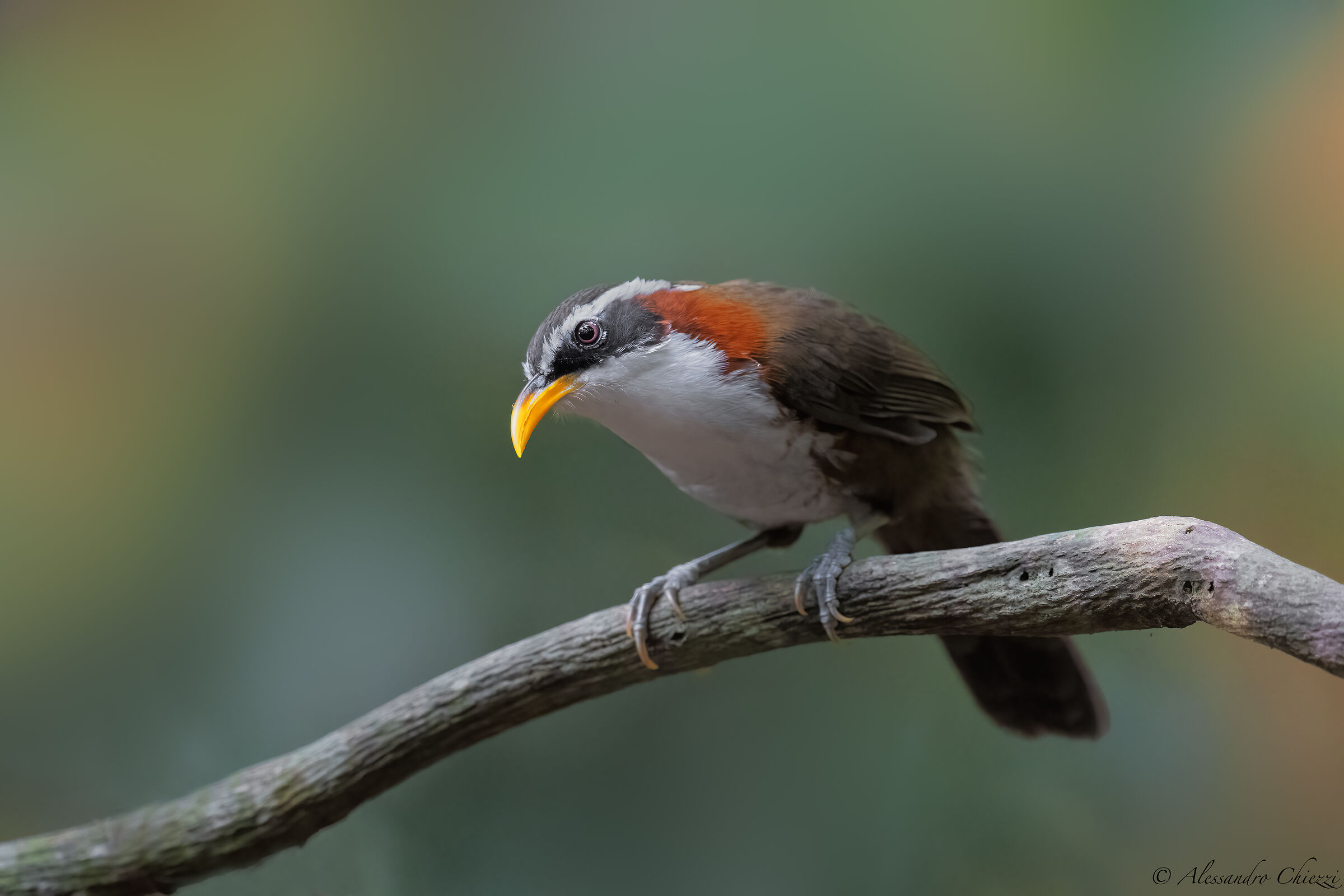 Garrullo scimitar white eyelashes
