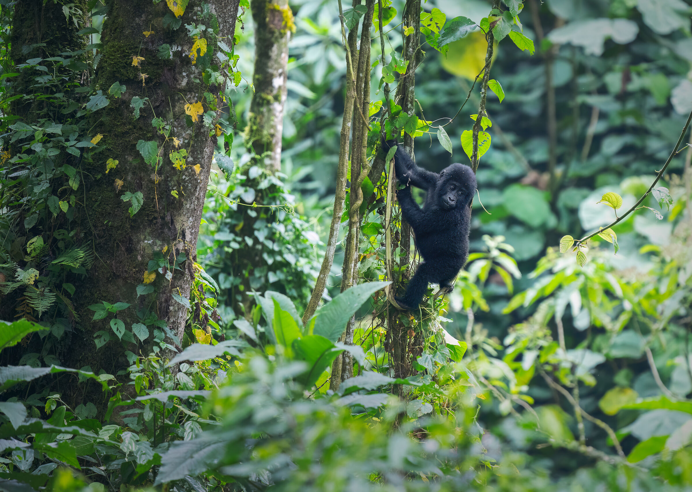 Little mountain gorilla
