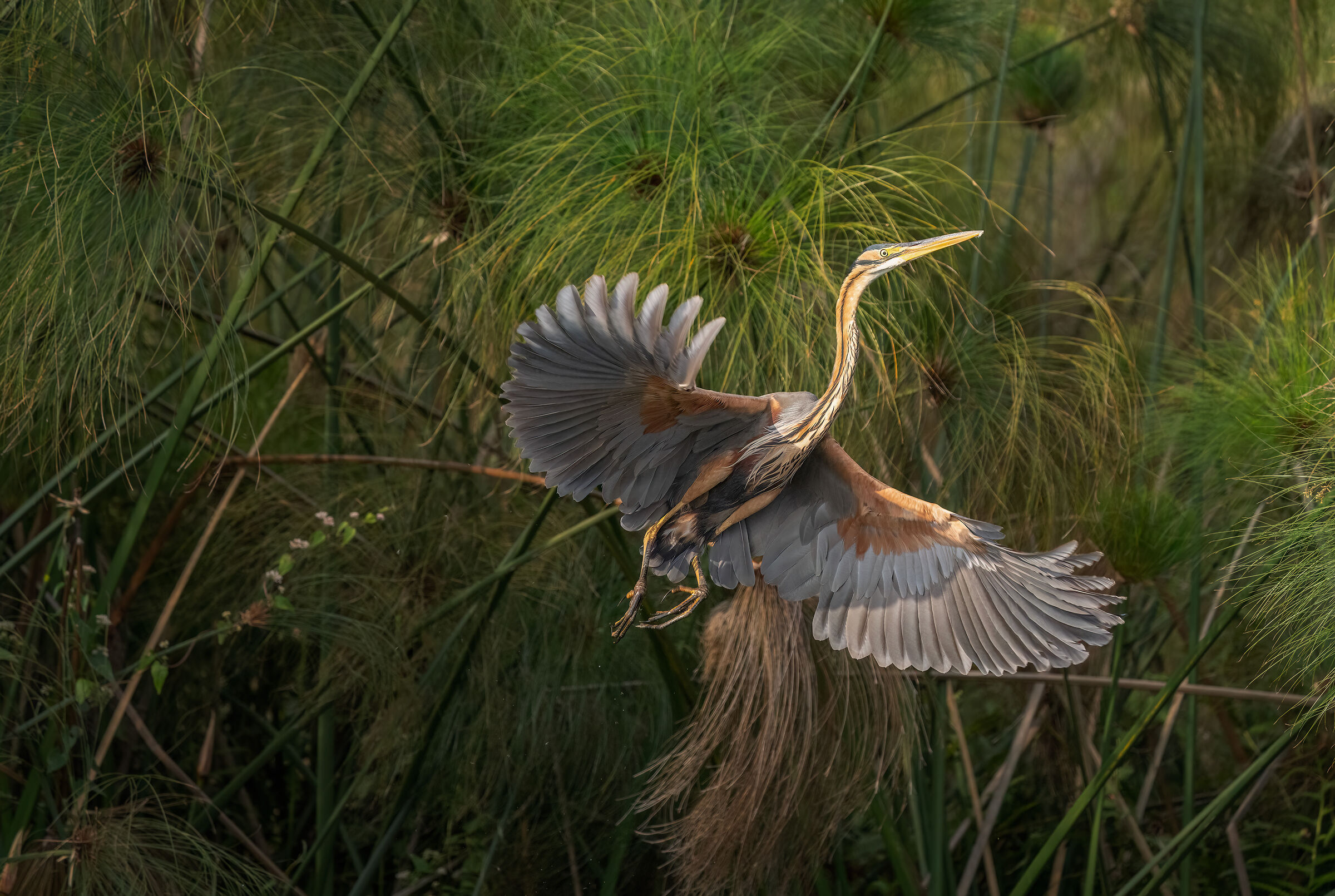 Purple heron