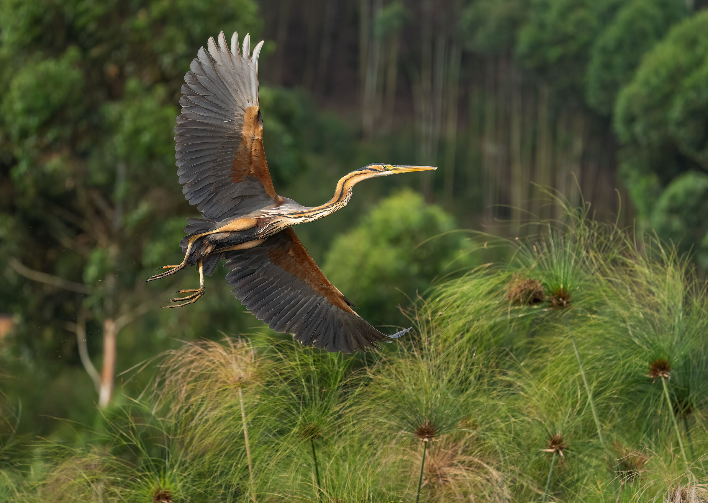 Purple heron among the papyri