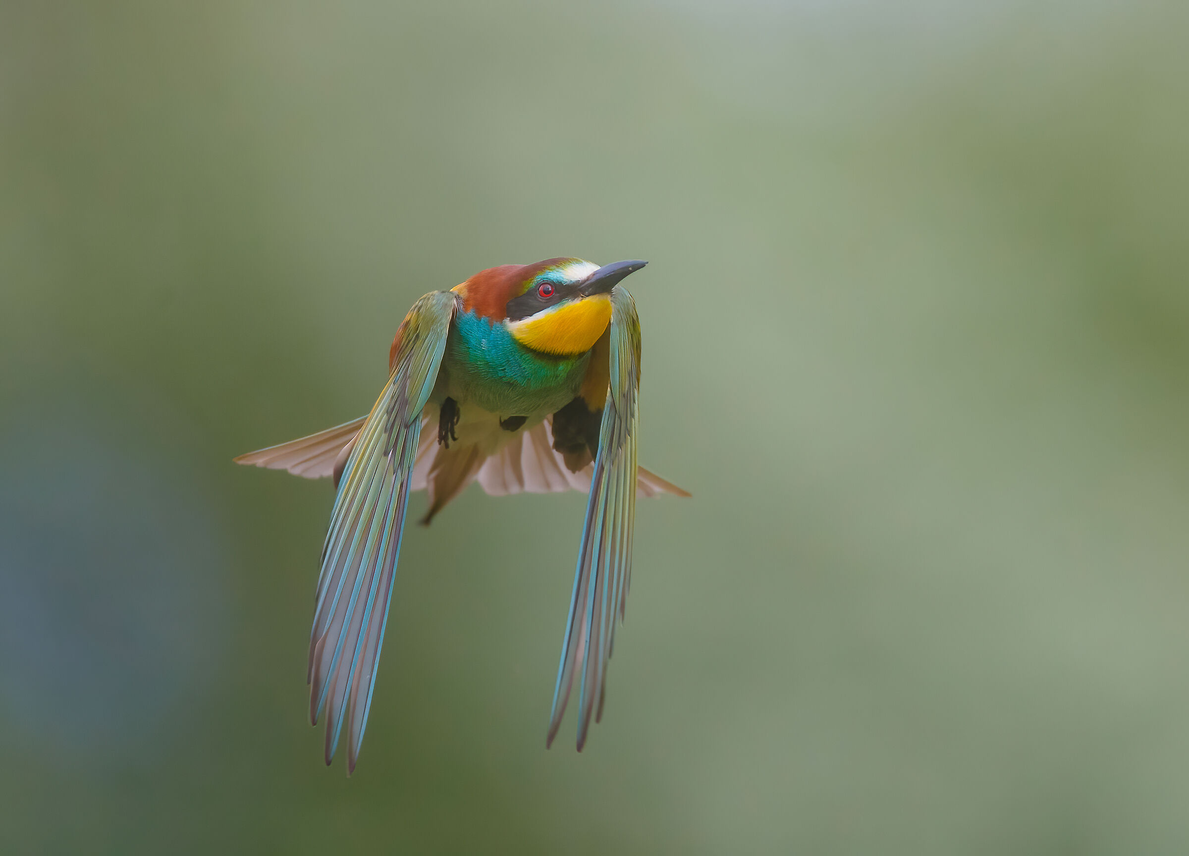 Bee-eater