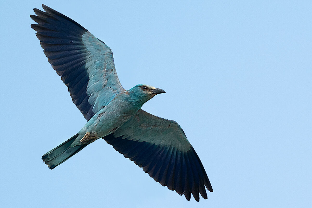 Ghiandaia marina senza sole
