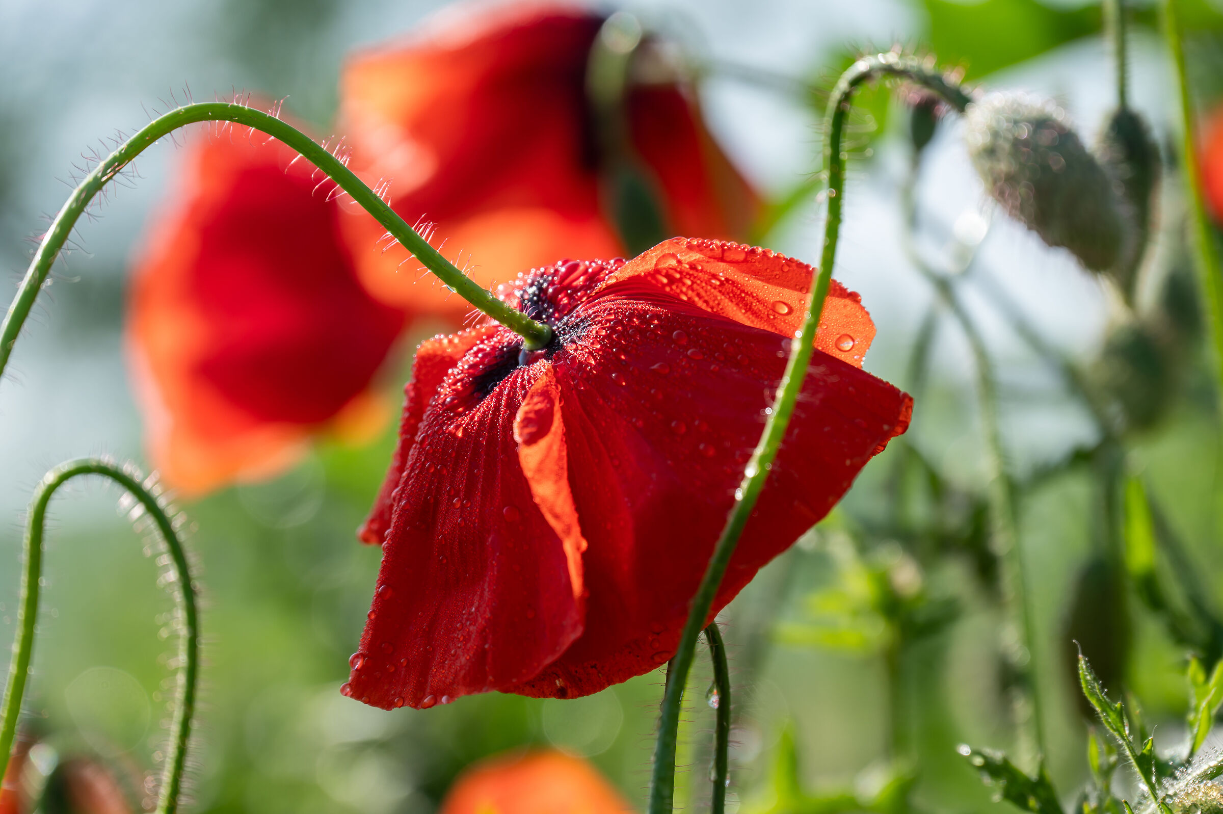 Mount Beshtau, poppies, Russia.