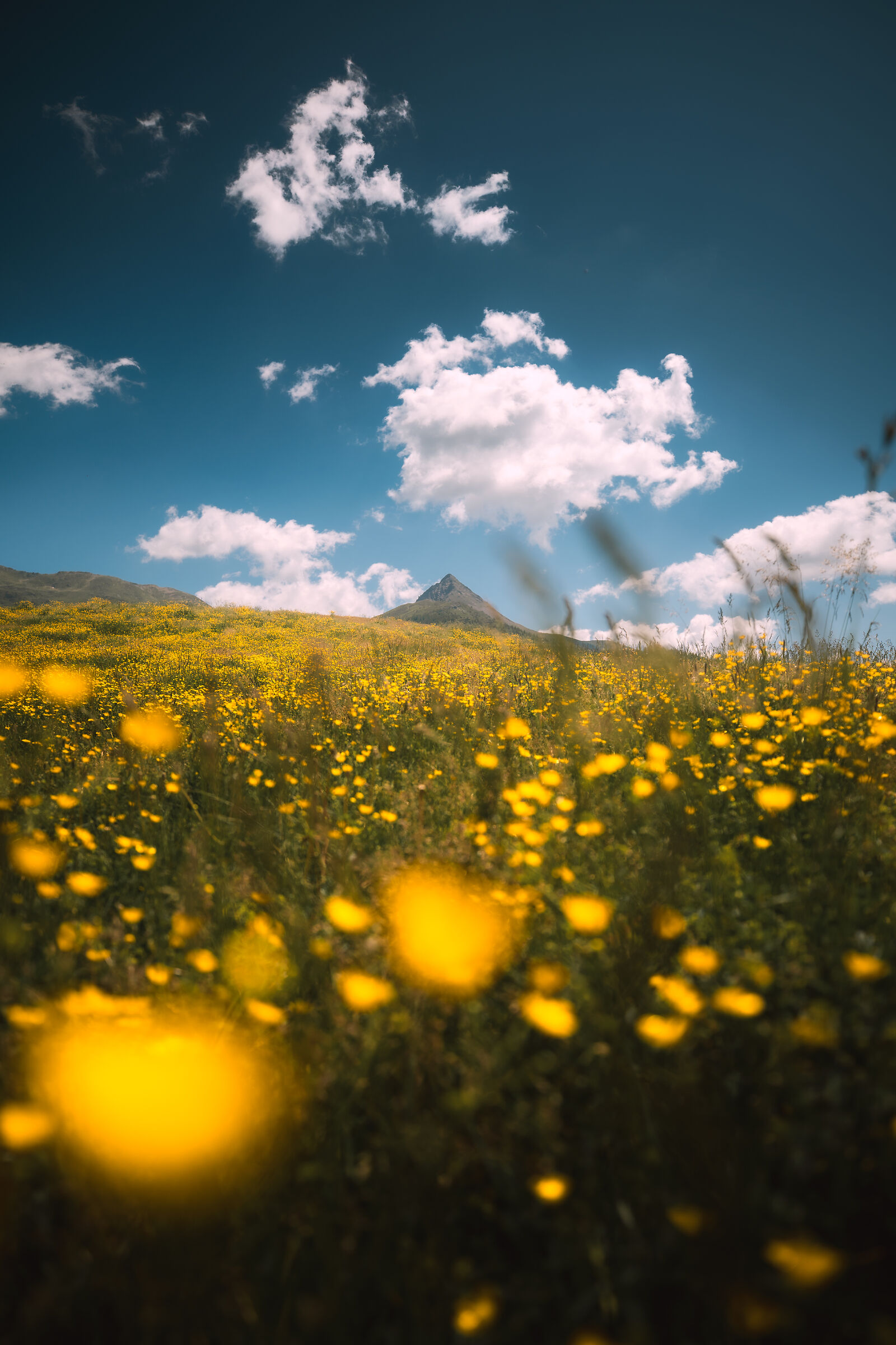 Blooms at Monte Croce