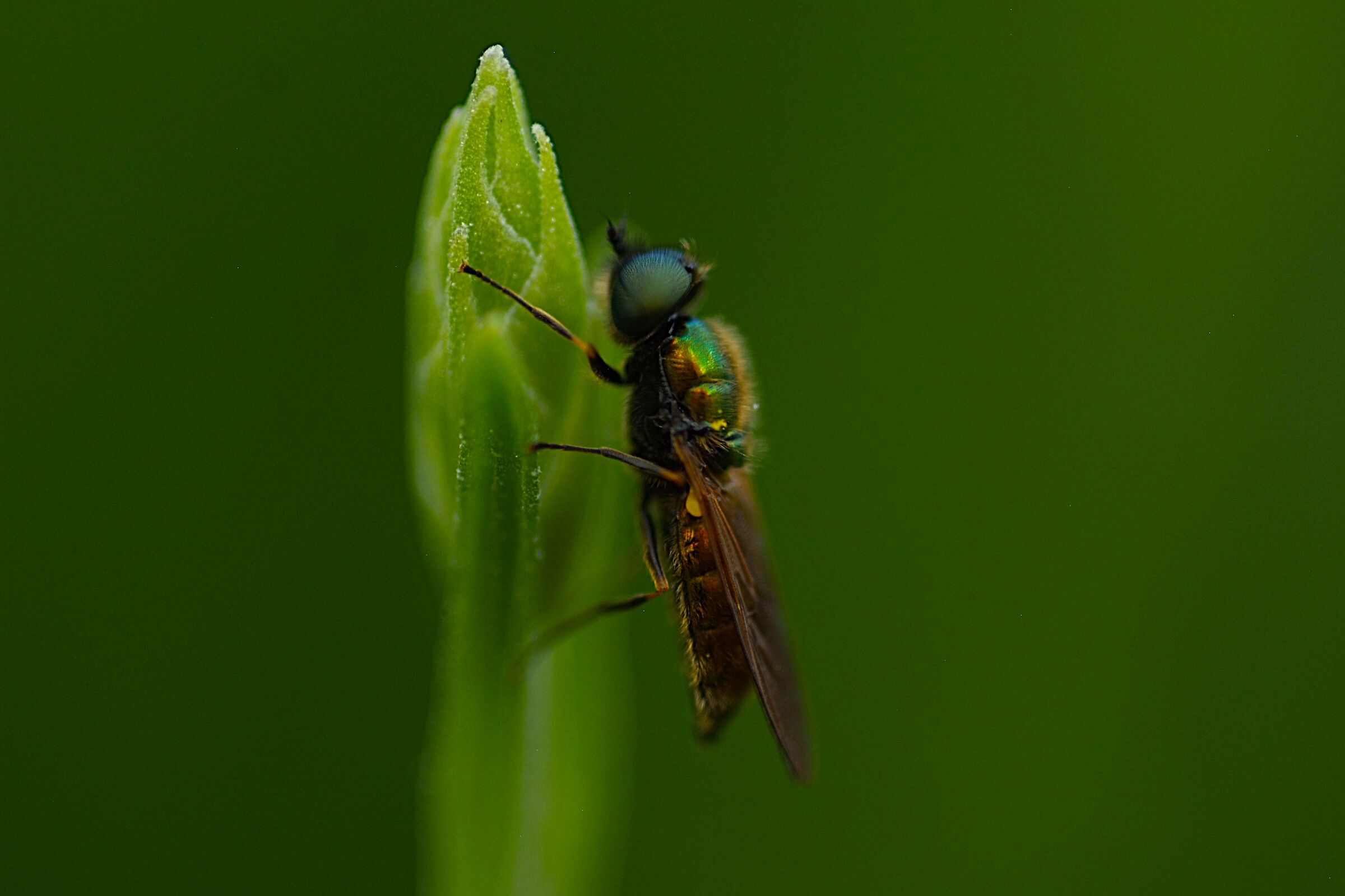 Fly