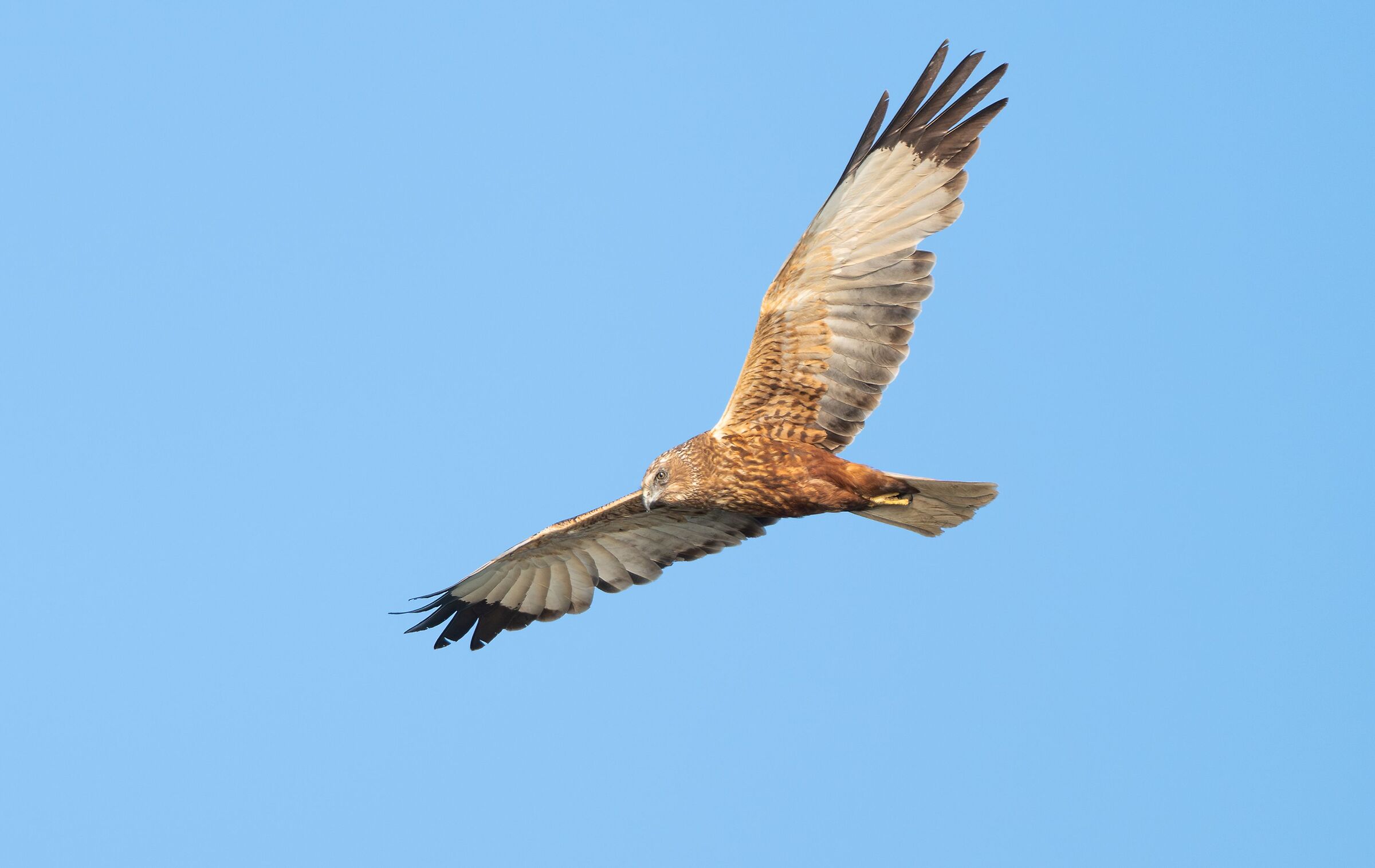Marsh Harrier