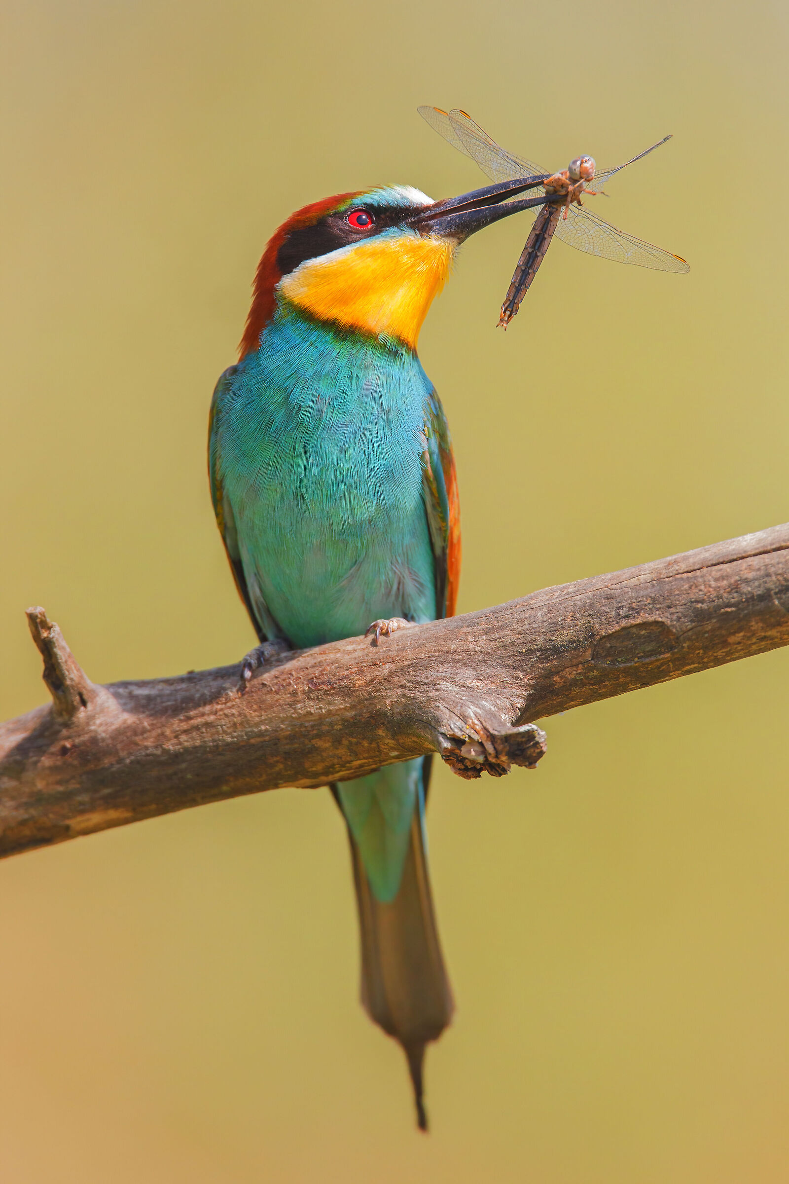 Bee-eater with dragonfly