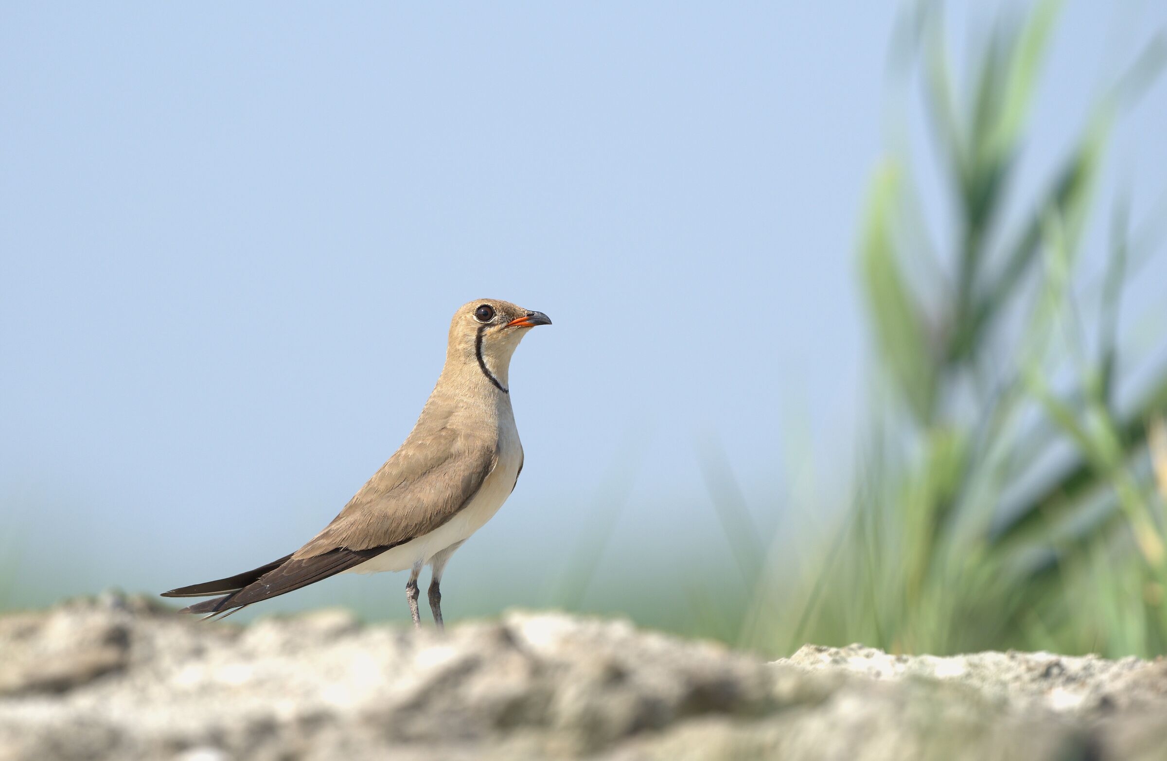 Partridge