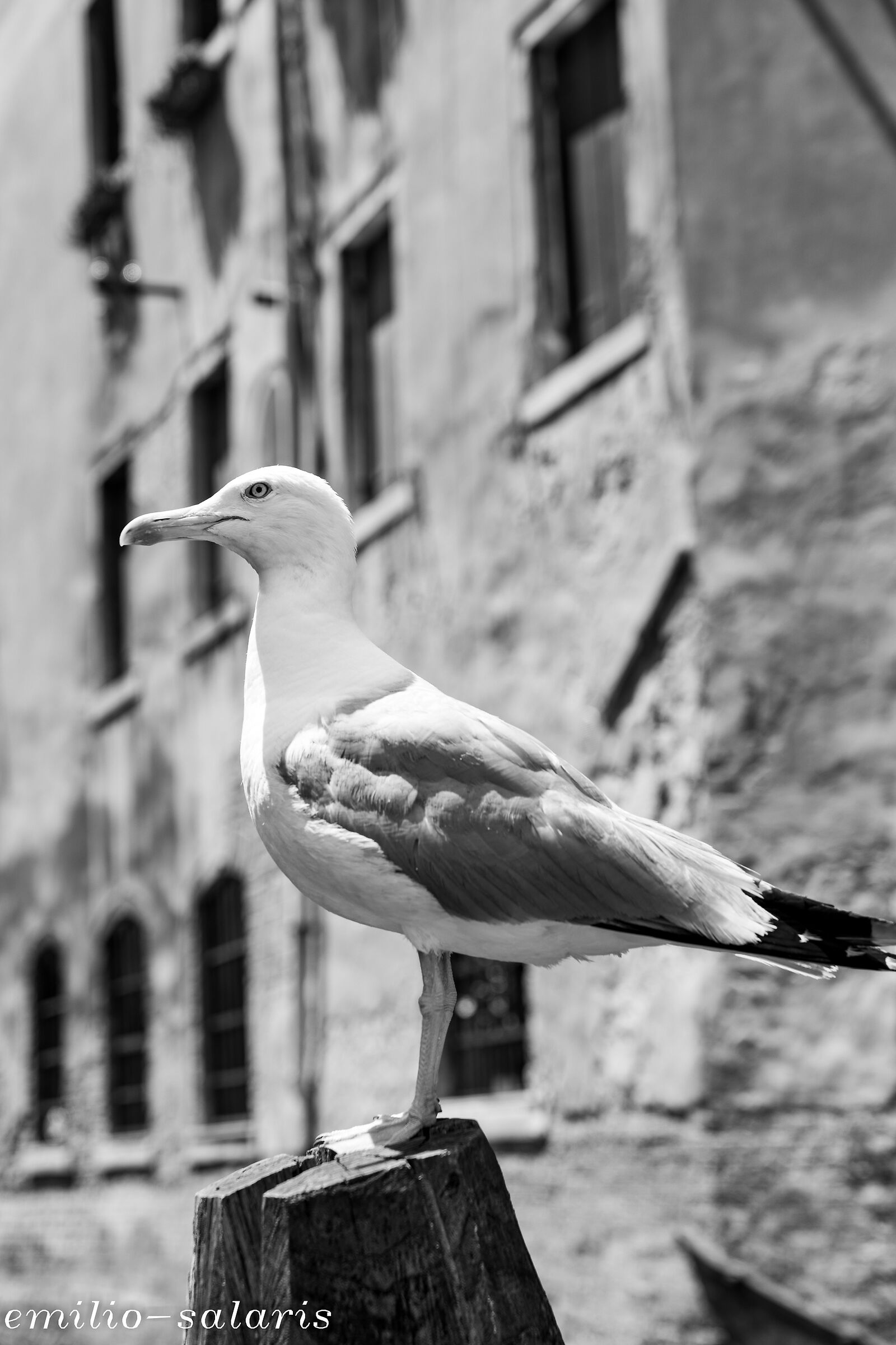 THE SEAGULL