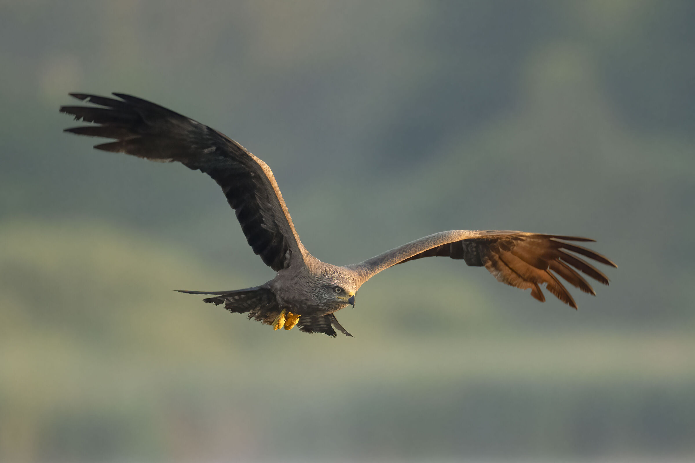 nibbio bruno a pesca all'alba.....