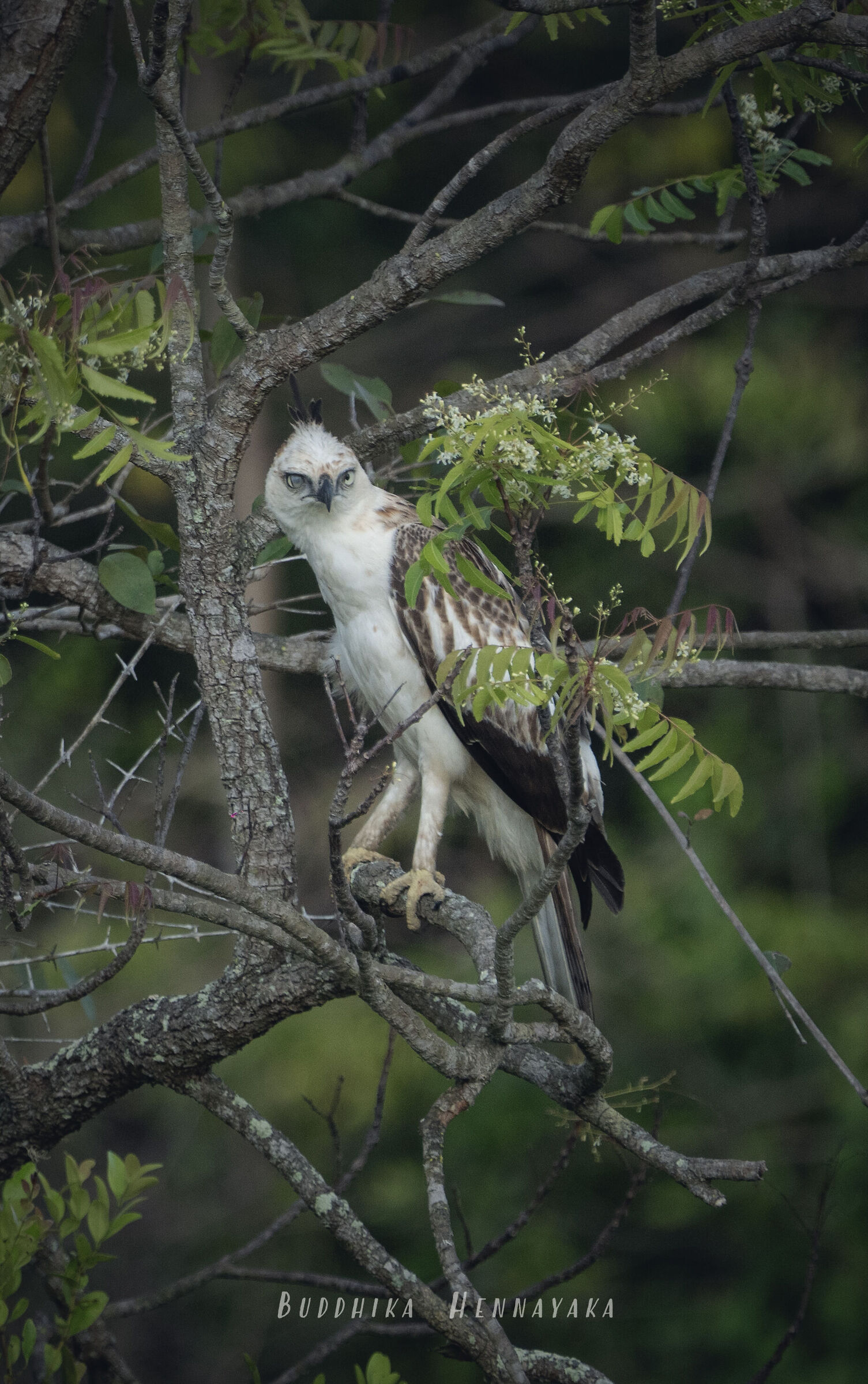 Grey-headed fish eagle - sri lanka