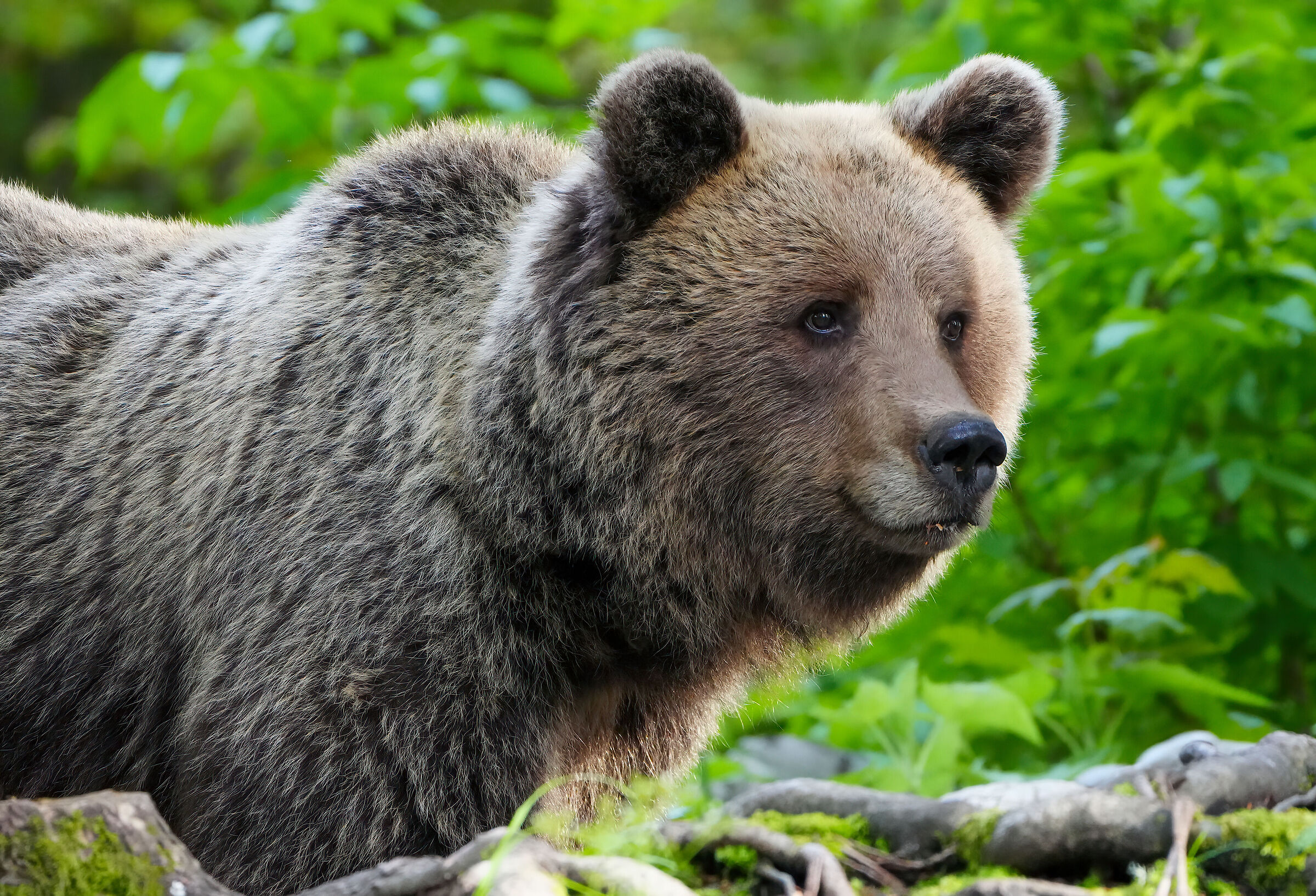 Brown bear