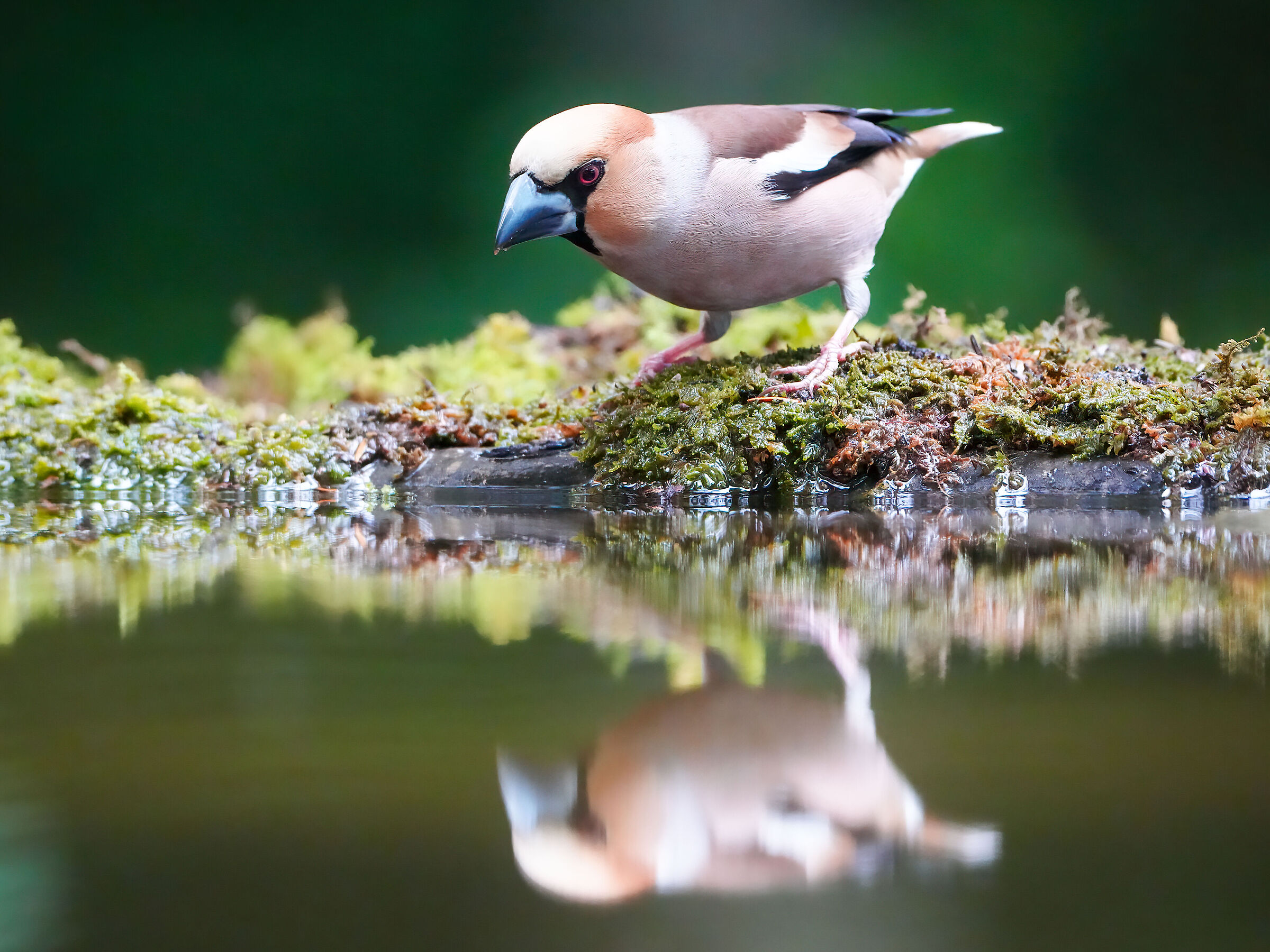 Hawfinch
