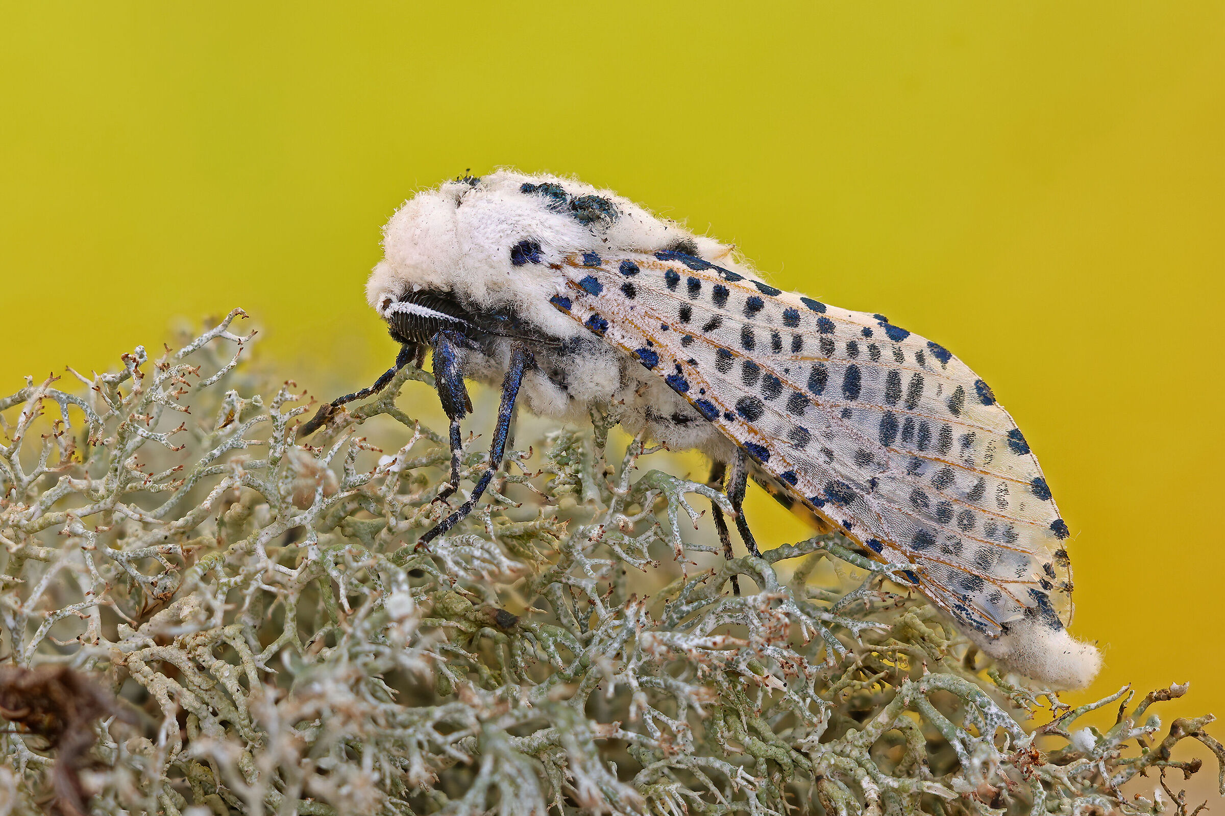 Falena leopardo (Zeuzera pyrina)