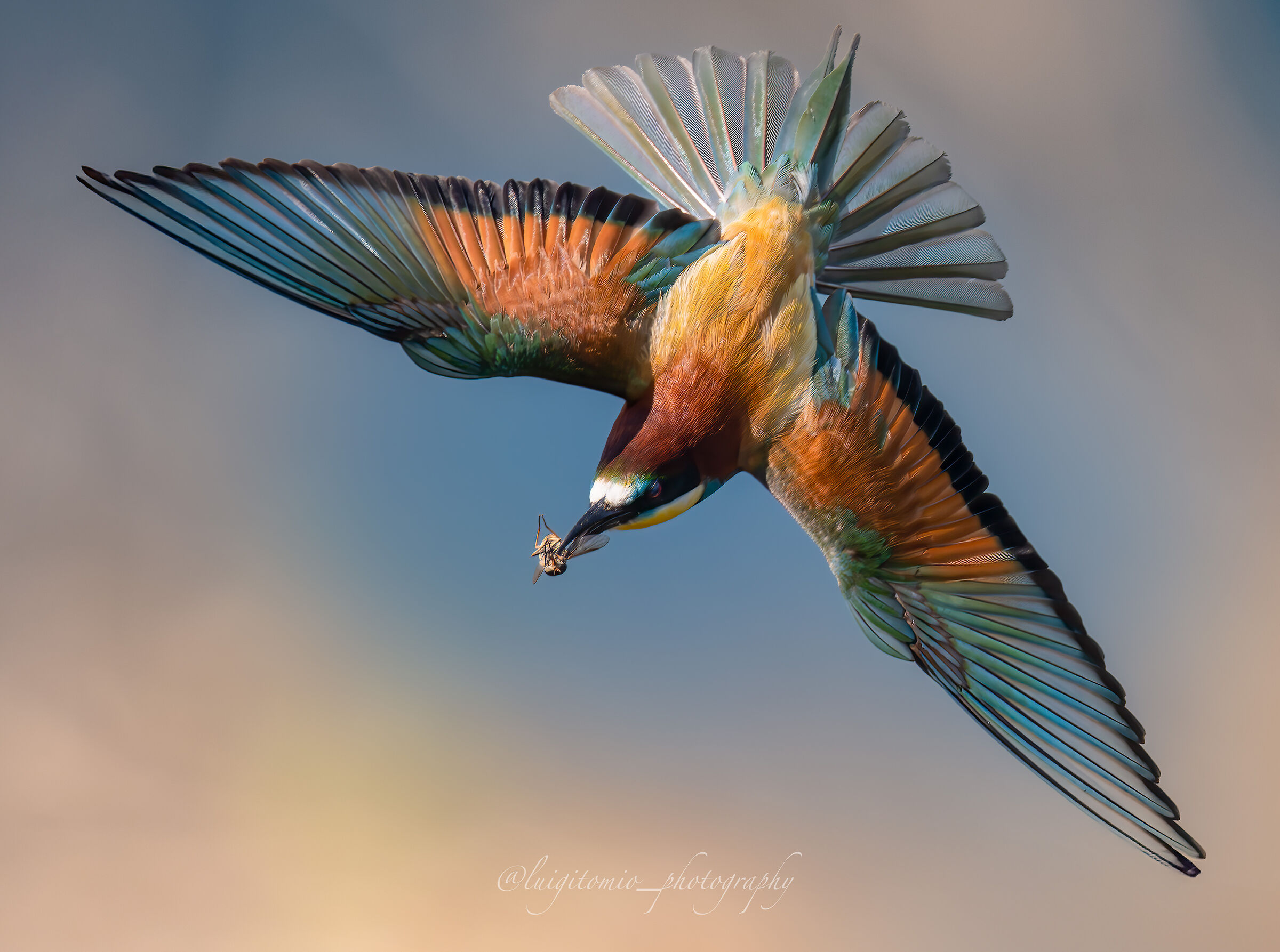 Bee-eater, evolutions in flight.