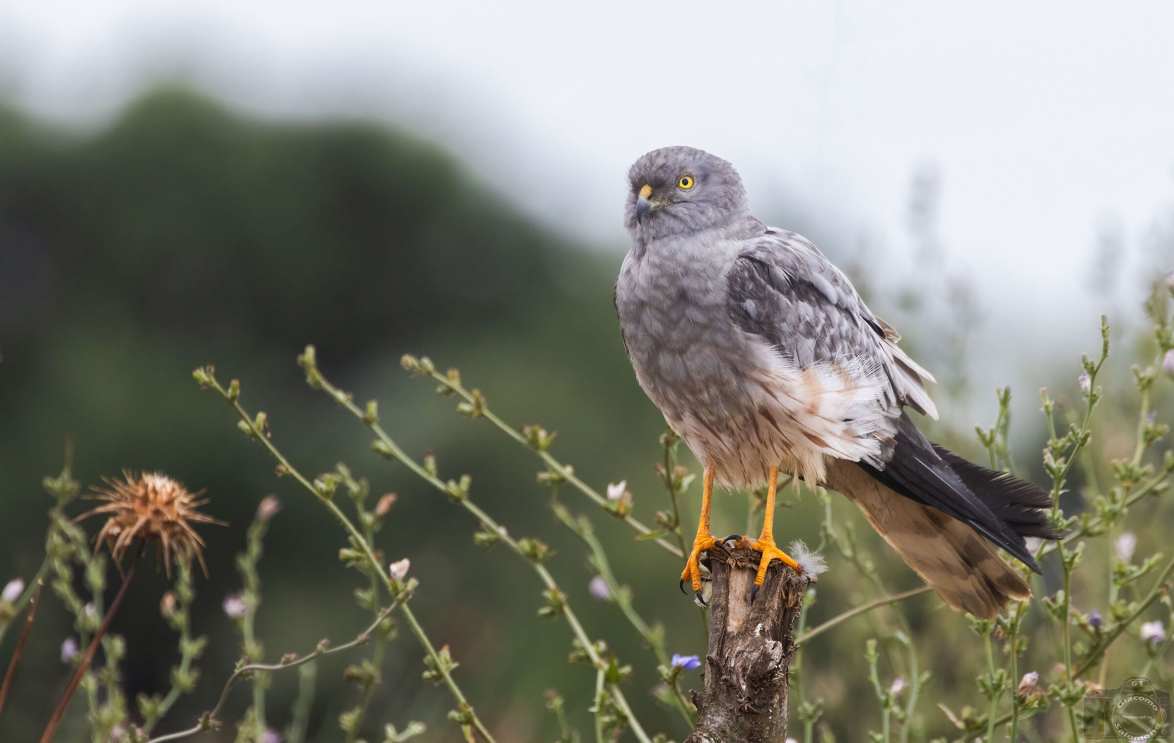 Montagu's Harrier (m).