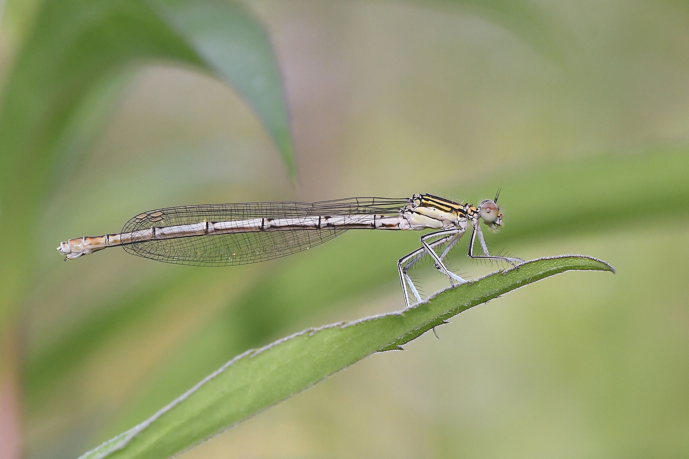 Broadpaw (Platycnemis pennipes)