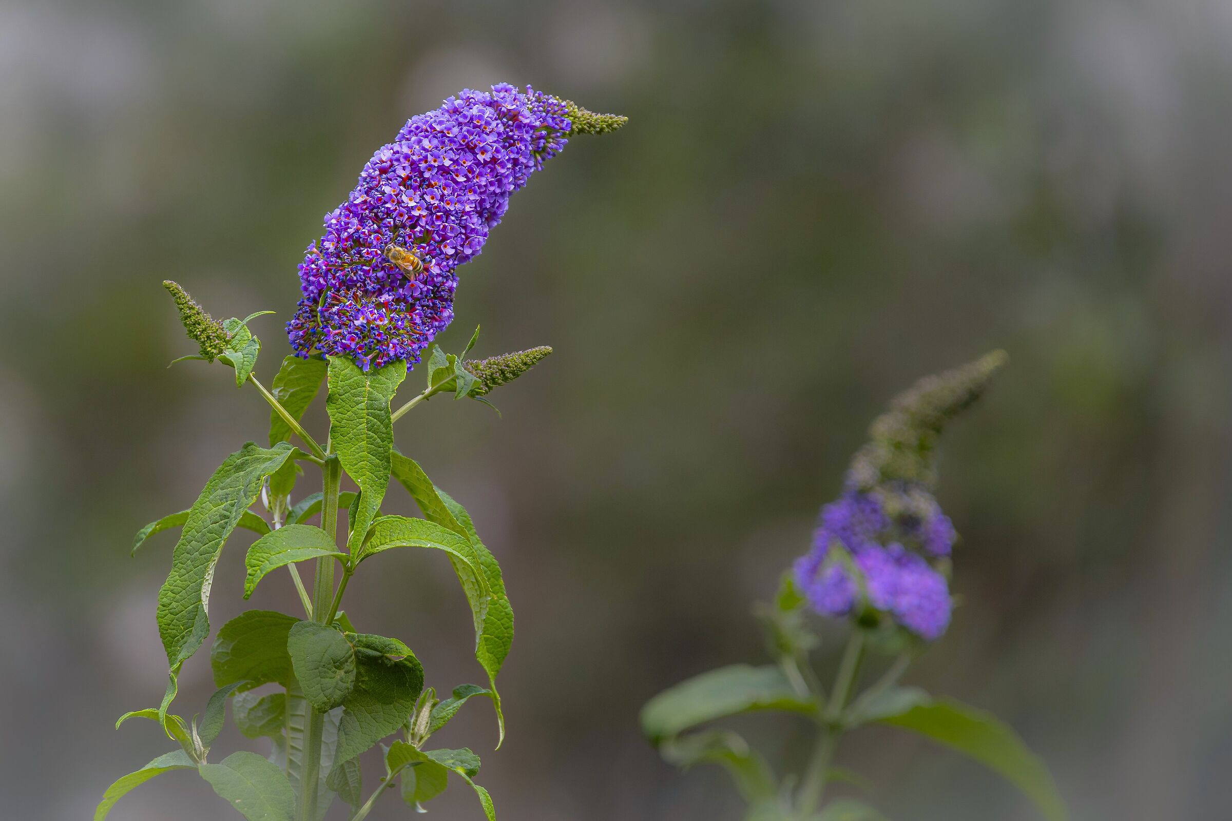 Buddleja - albero delle farfalle