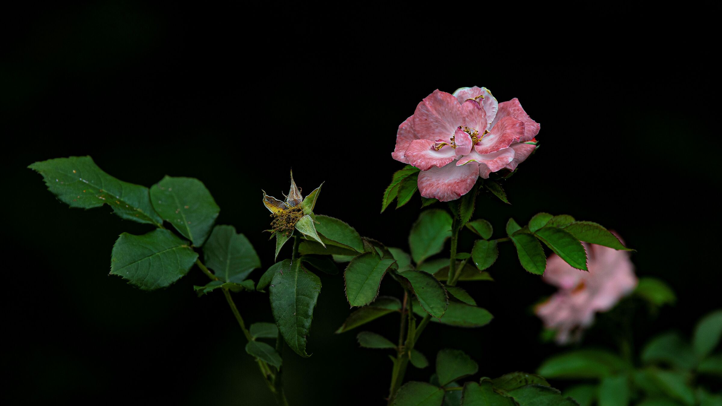 Rosellina selvatica