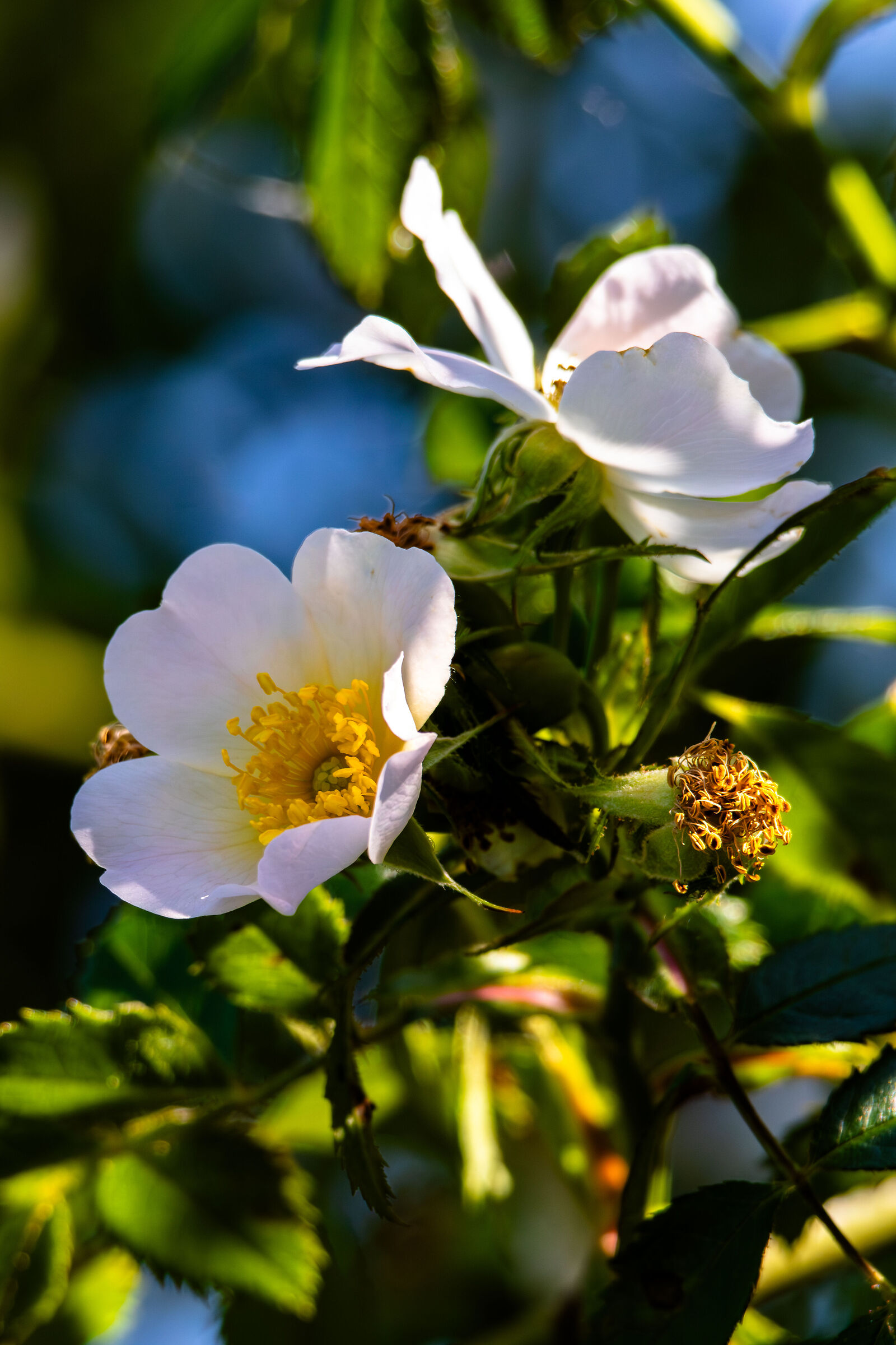 Il segreto della Rosa canina