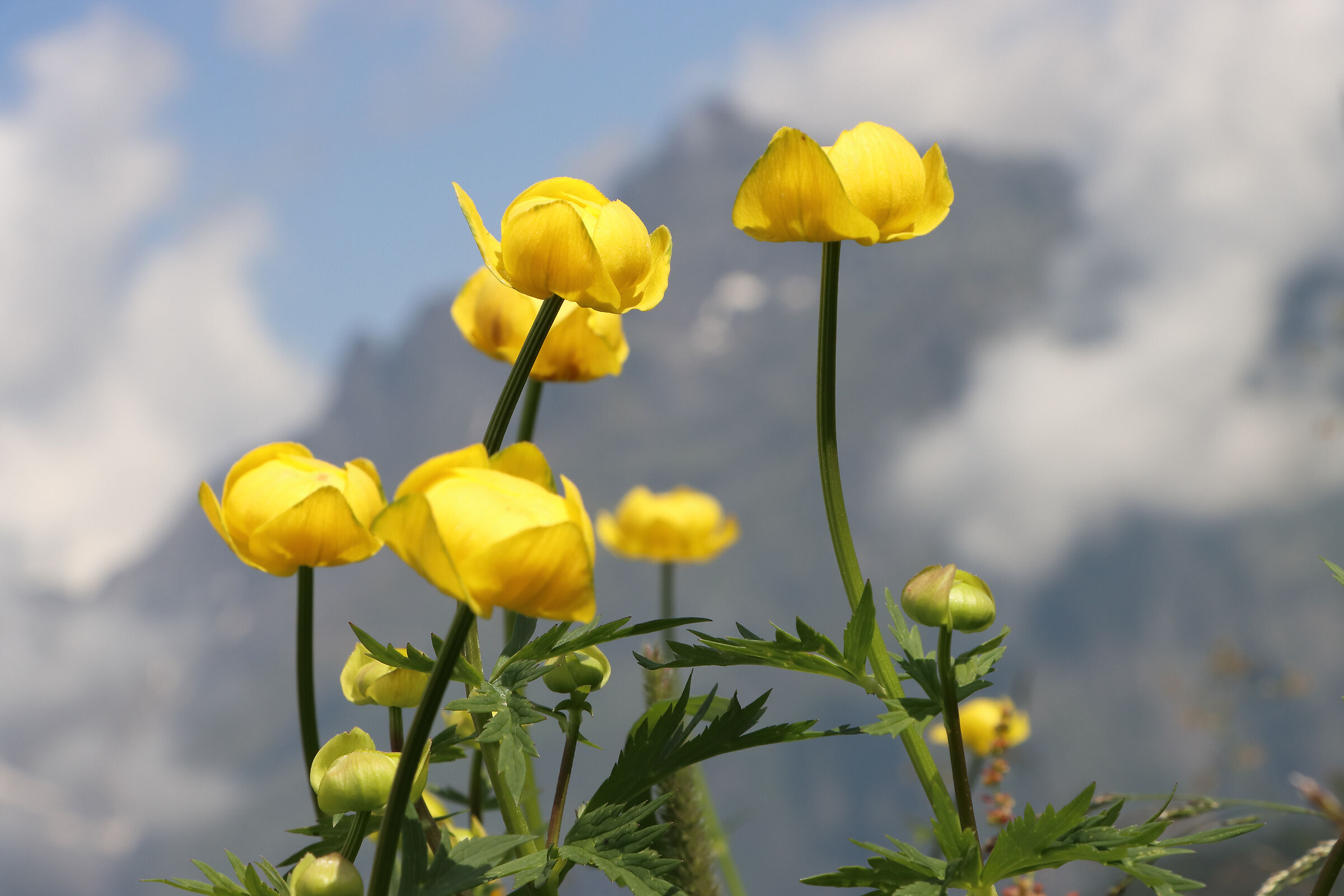 Trollius europaeus