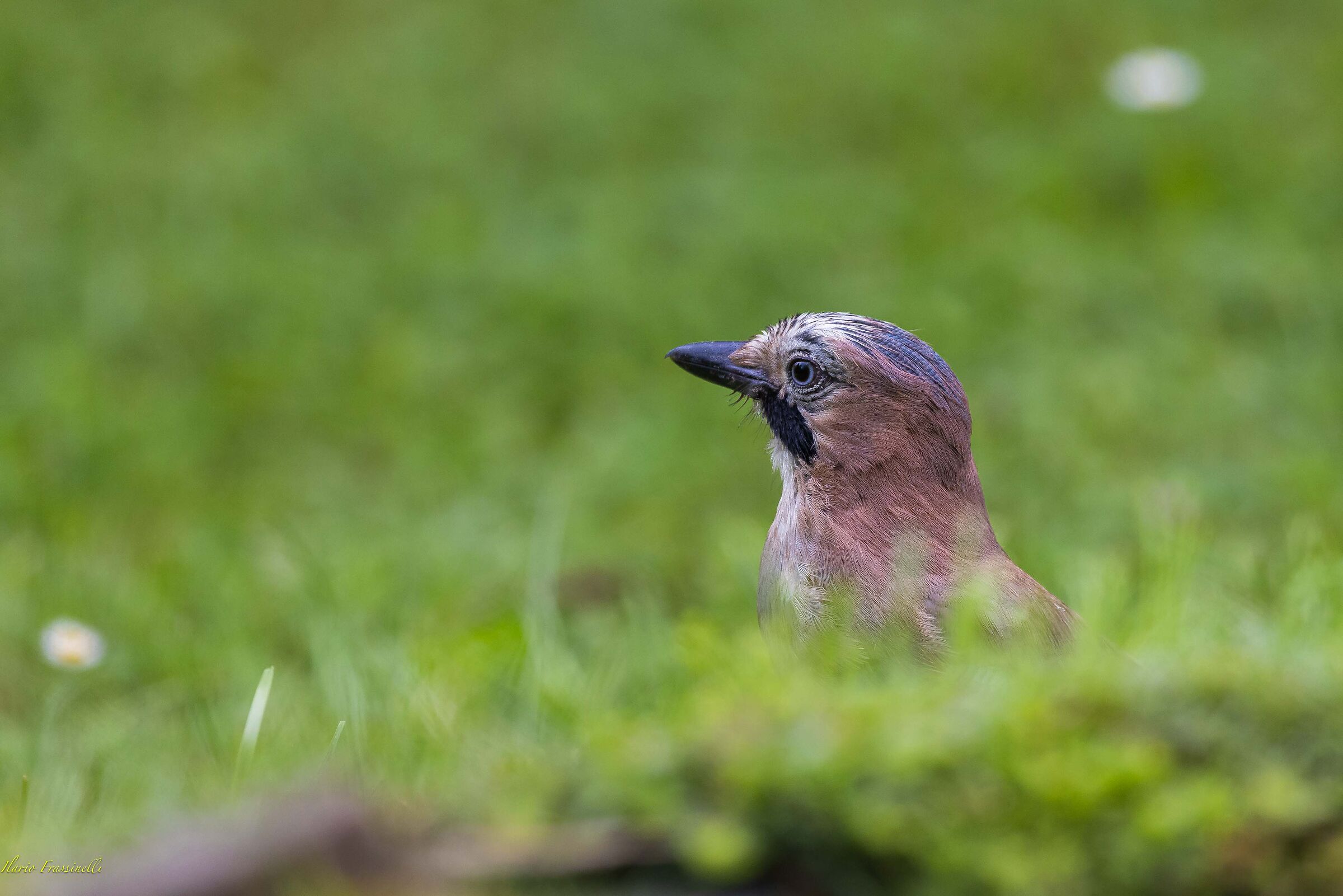 Jay in the grass
