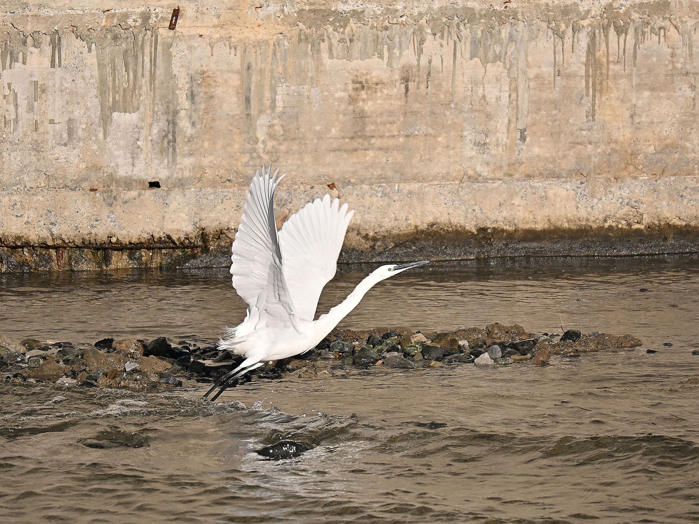 Egret