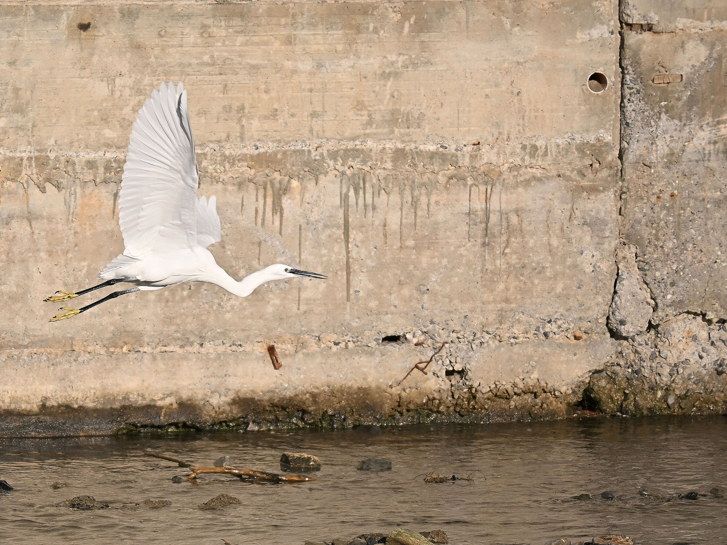 Egret