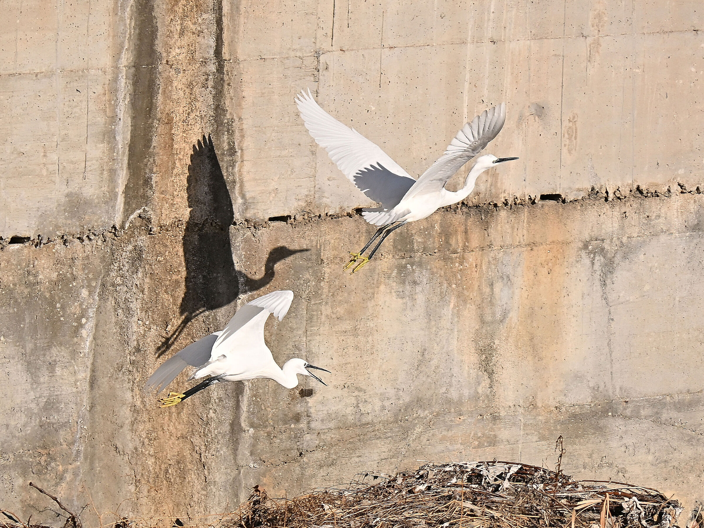 Egret