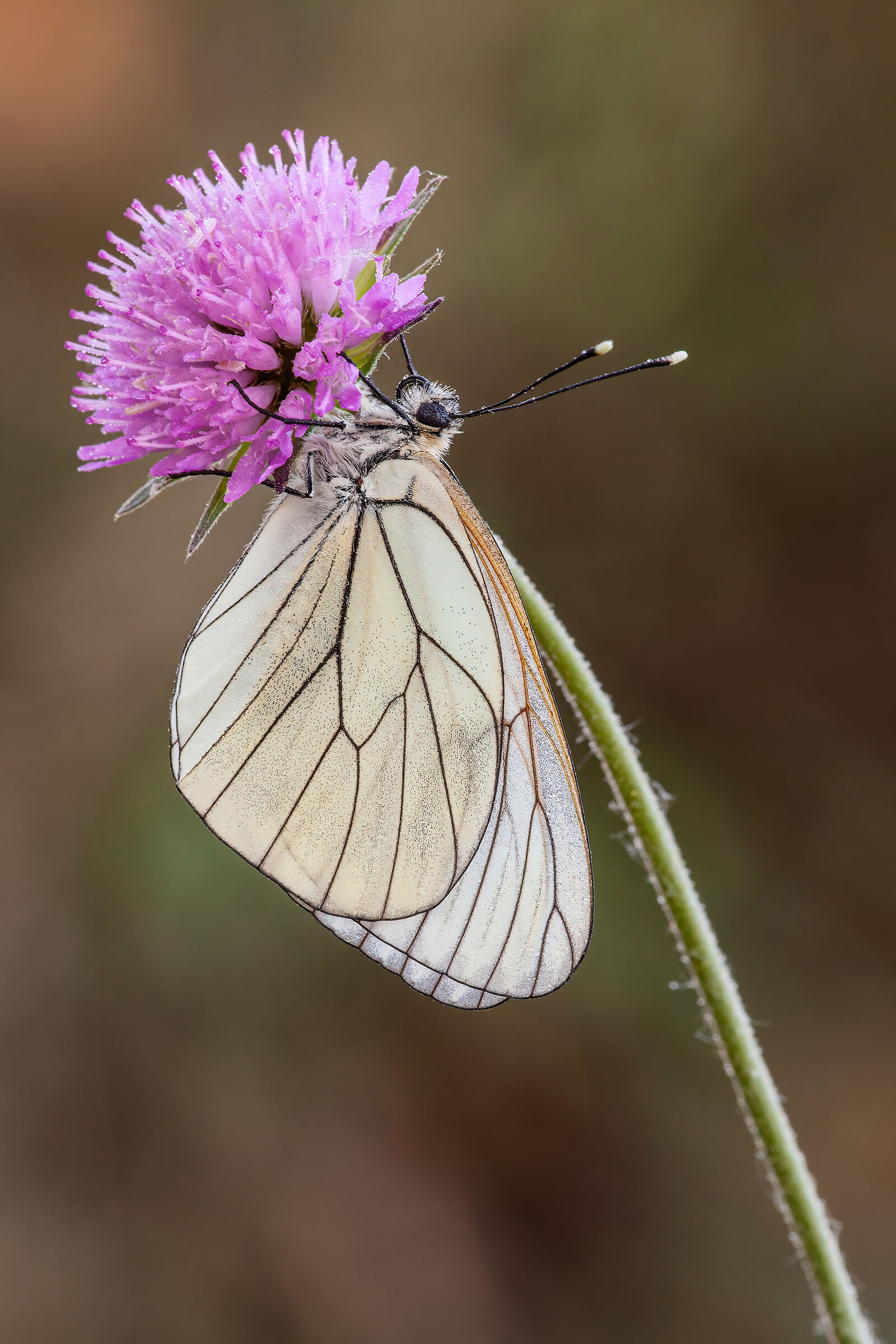 Aporia