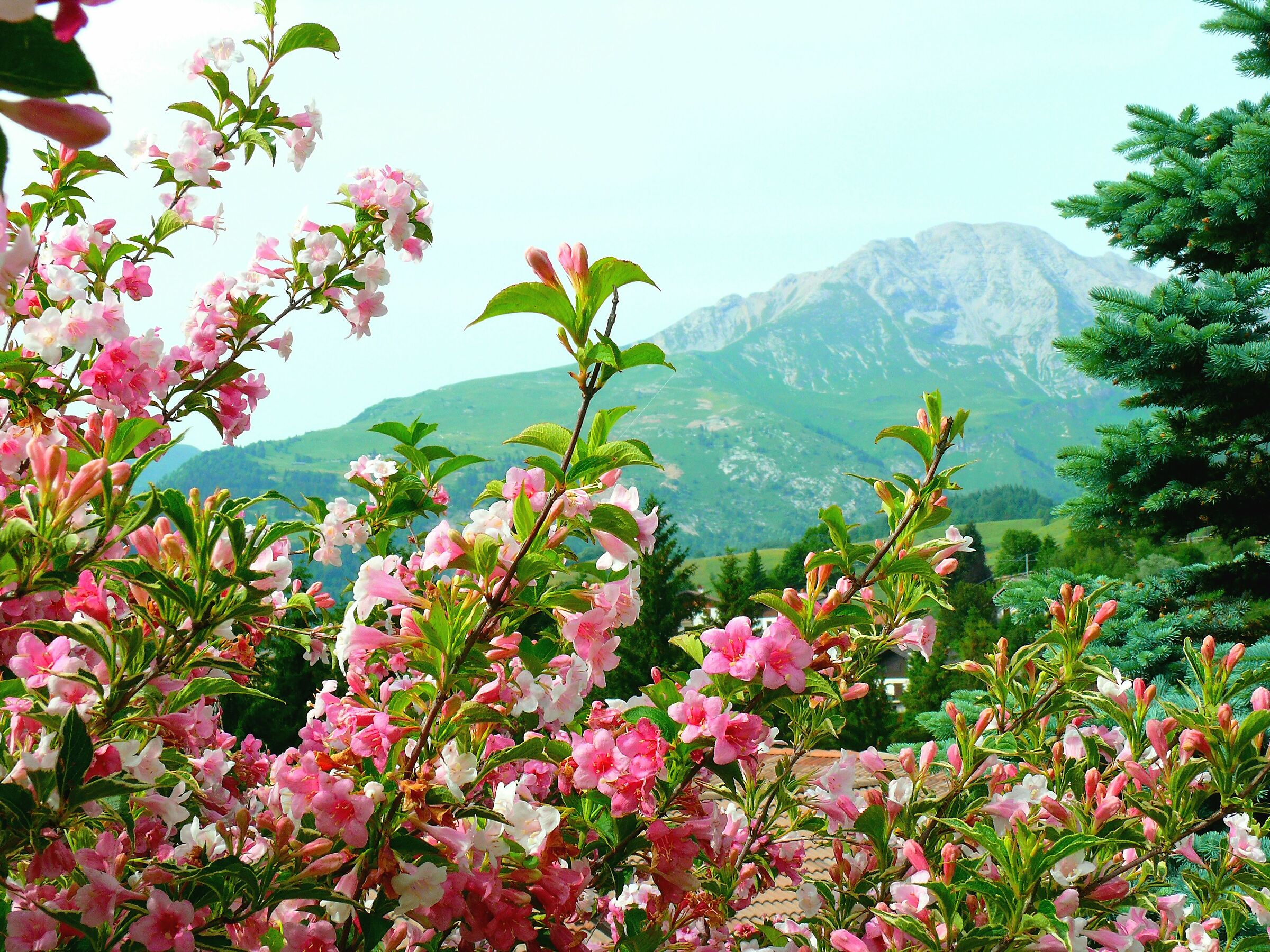 Colorful bushes with mountain background