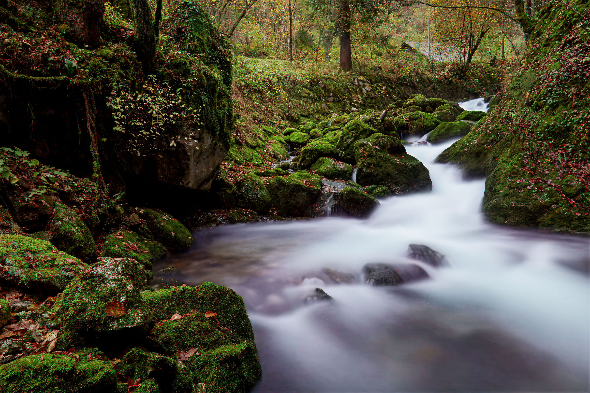 Whispers of the Stream