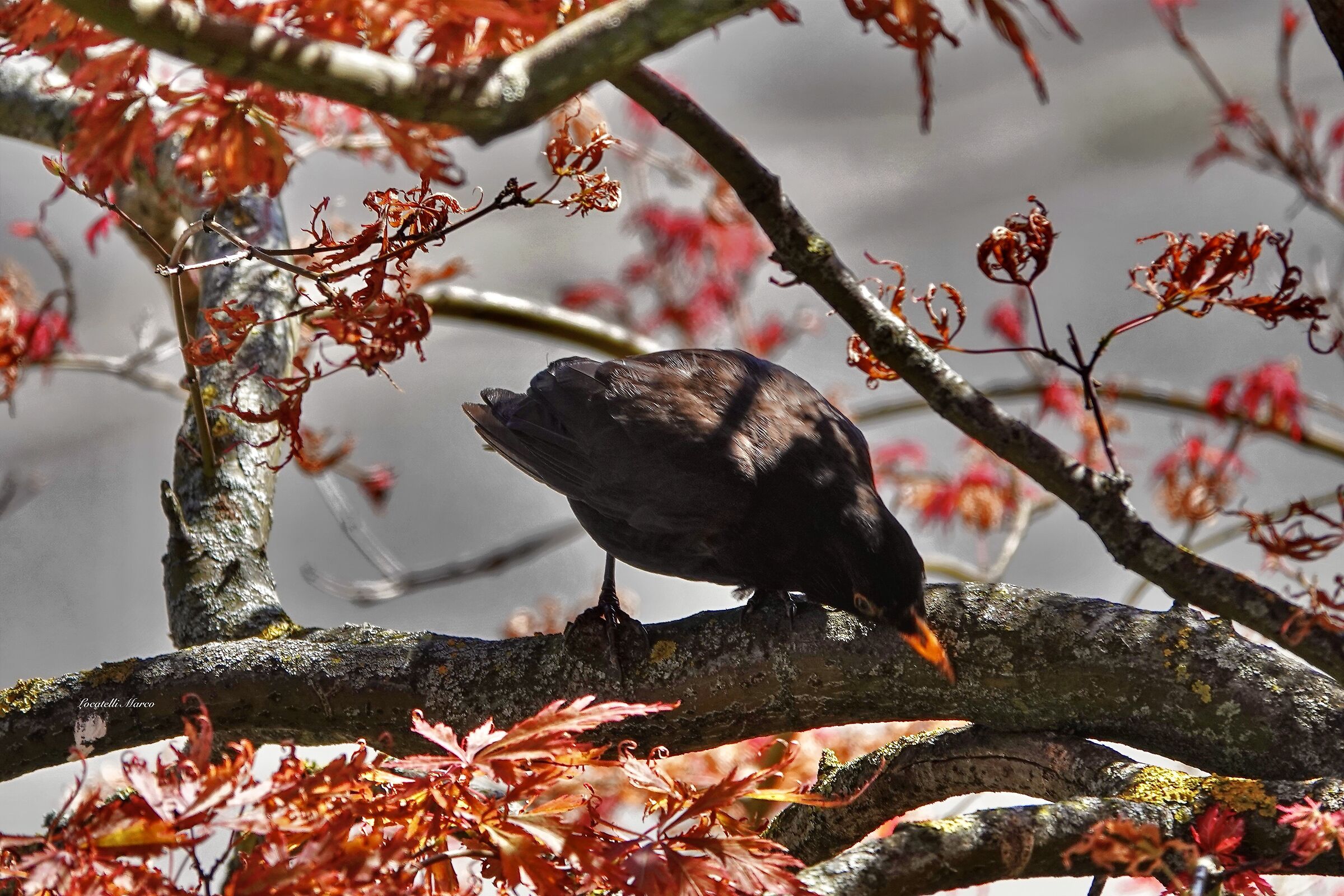 Blackbird
