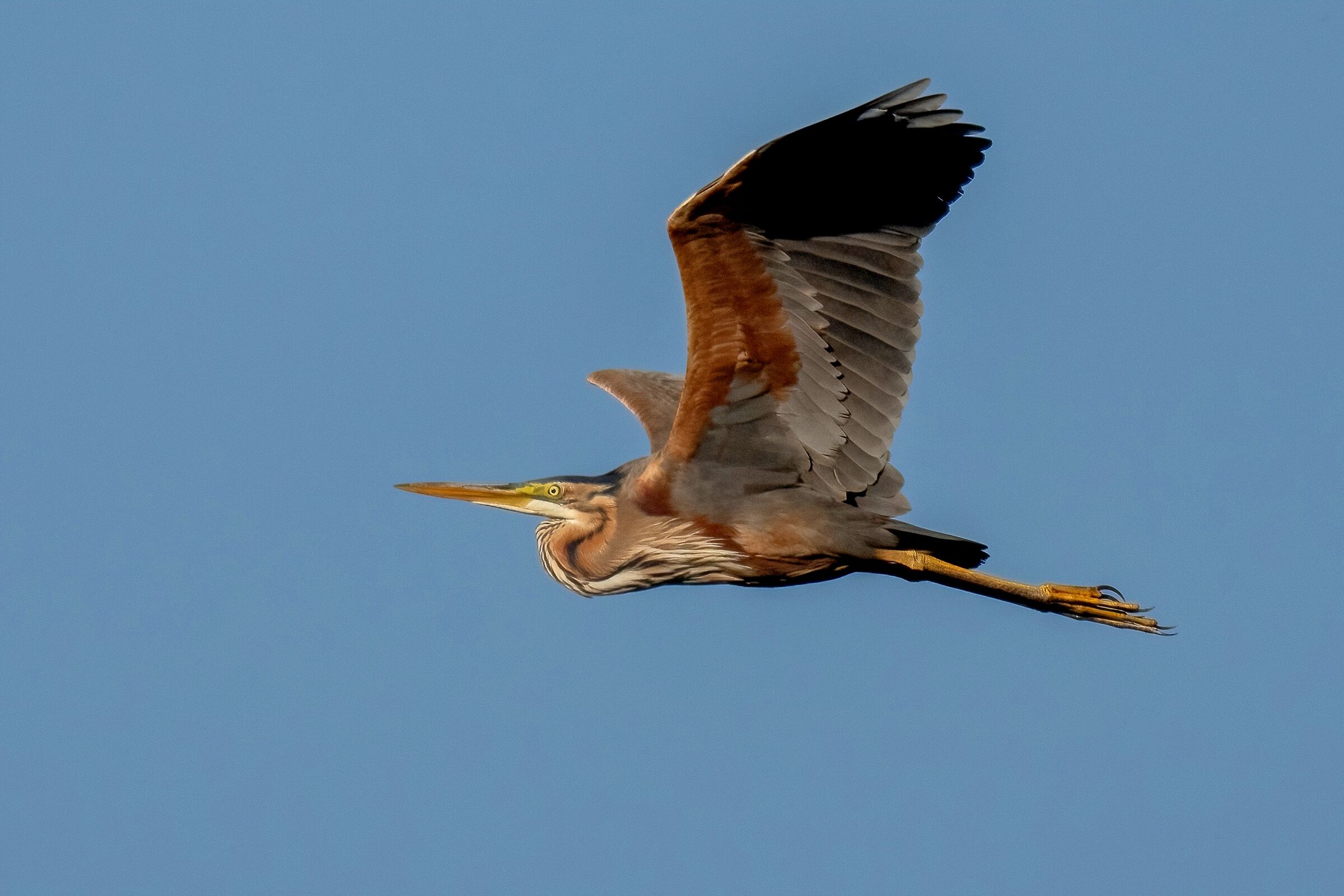 Purple heron (Ardea purpurea)