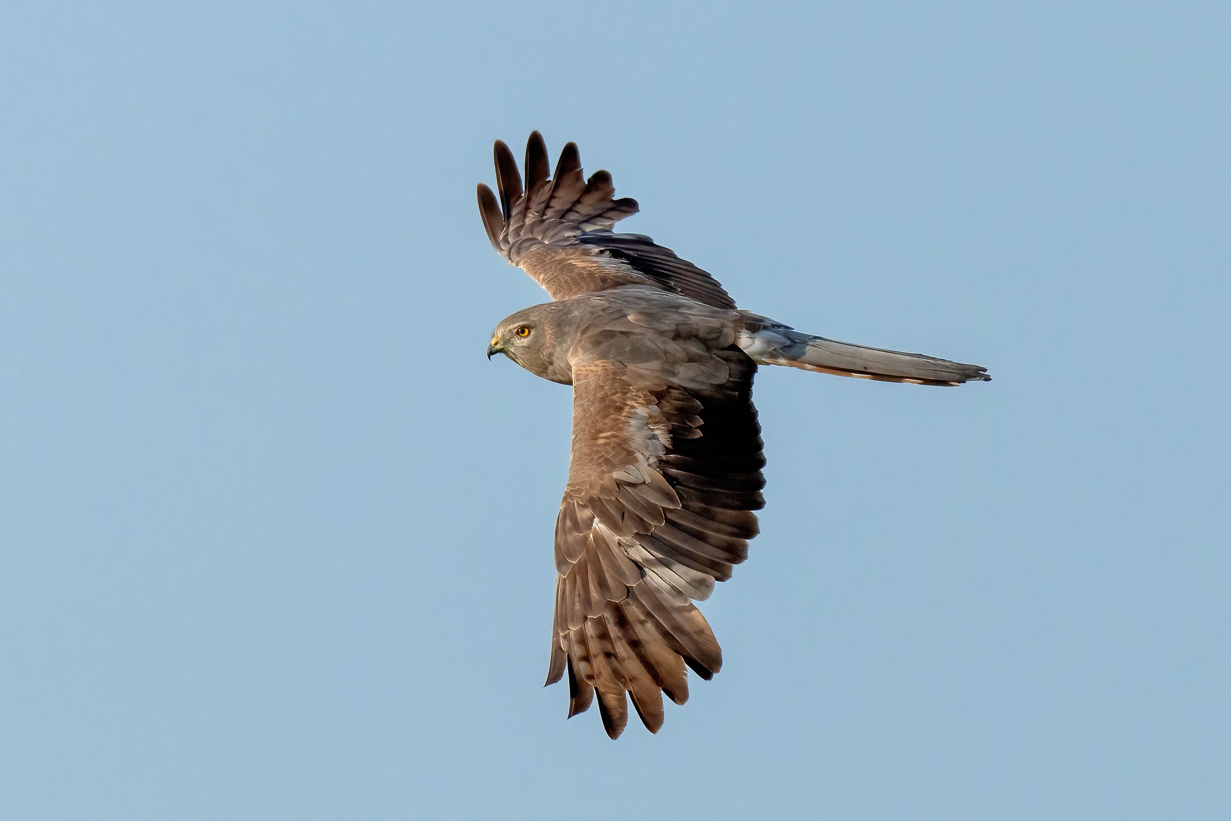 Montagu's Harrier (Circus pygargus)