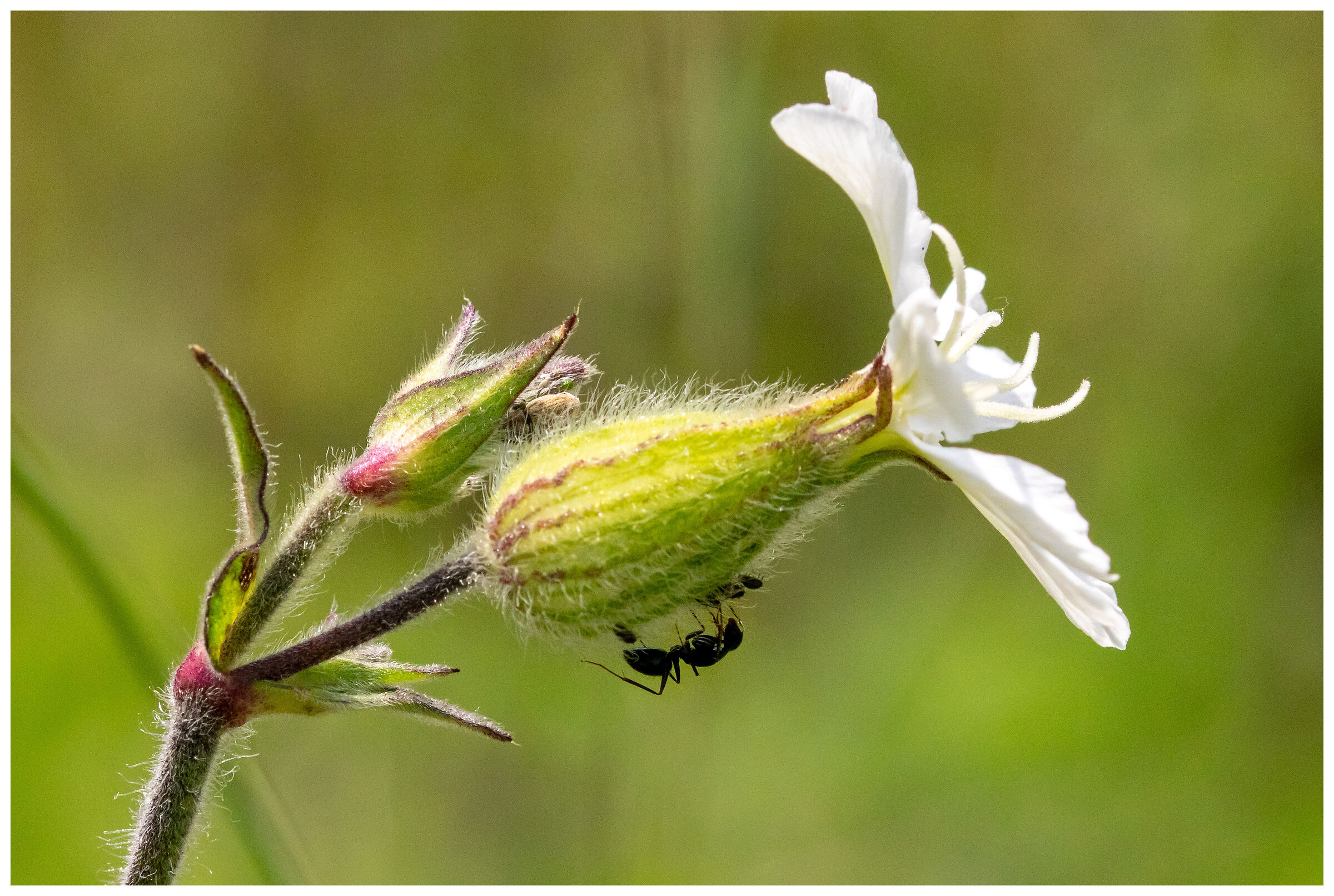 Symbiosis between the aphid and the ant...
