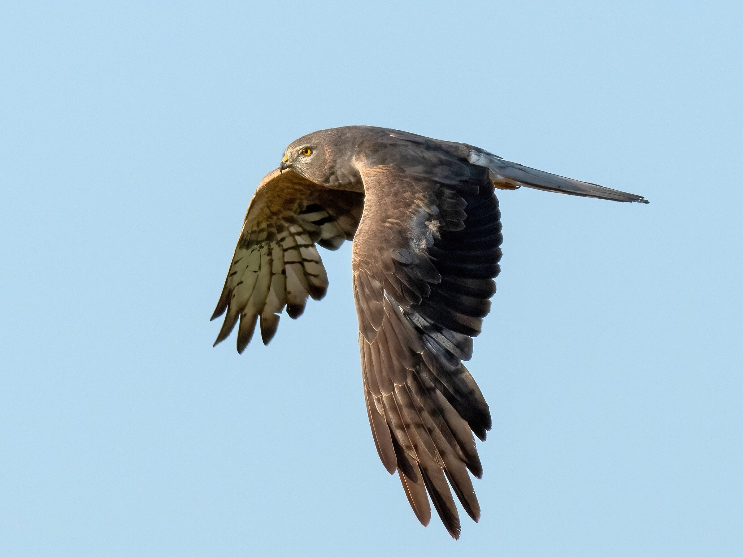 Montagu's Harrier (Circus pygargus)
